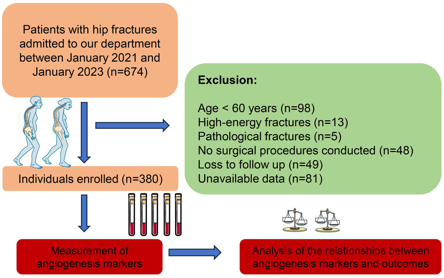 Flowchart depicting a study on hip fracture patients from January 2021 to January 2023. Of 674 patients, 380 were enrolled after exclusions like age under 60 and unavailable data. The study measured angiogenesis markers and analyzed relationships between these markers and outcomes.