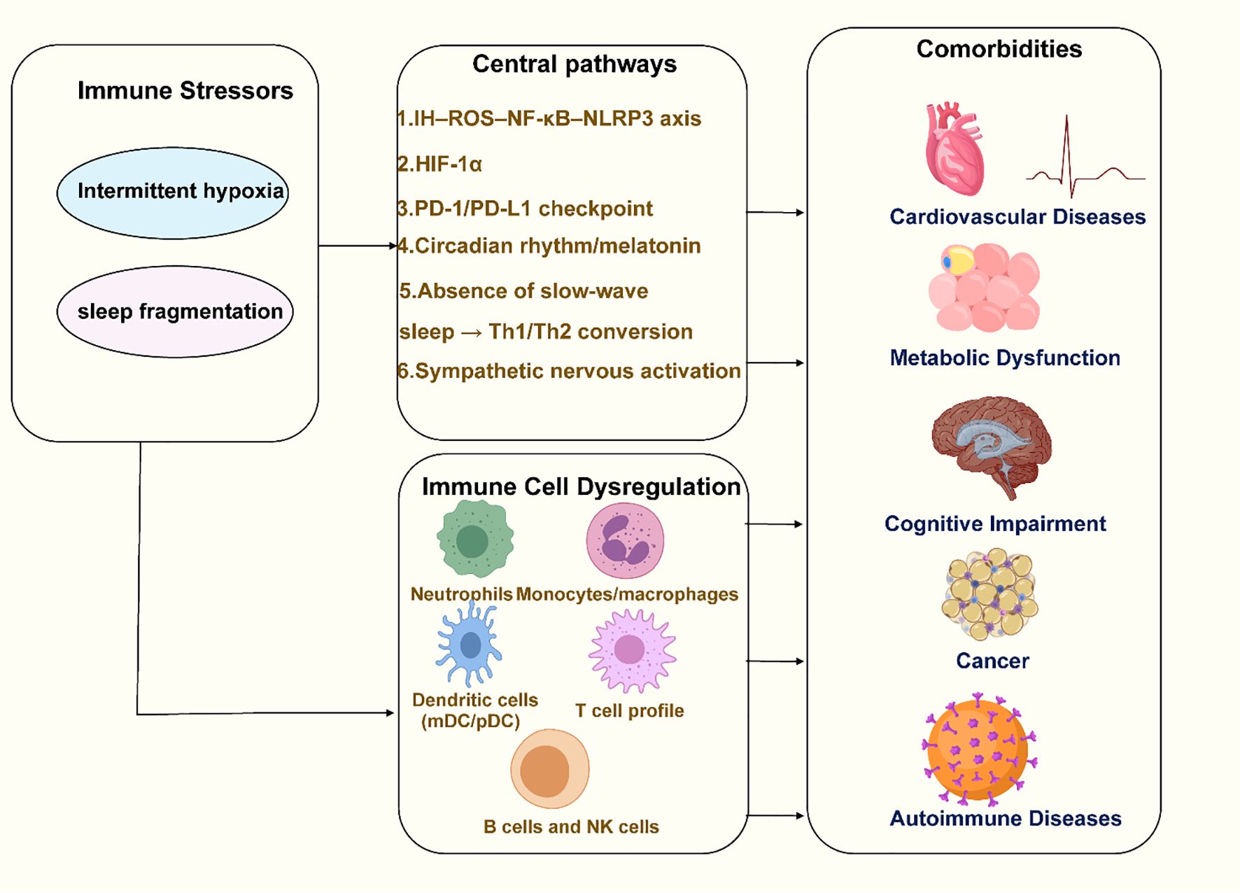 Flowchart illustrating the impact of immune stressors on health. Immune stressors like intermittent hypoxia and sleep fragmentation affect central pathways, leading to immune cell dysregulation. This contributes to comorbidities such as cardiovascular diseases, metabolic dysfunction, cognitive impairment, cancer, and autoimmune diseases.
