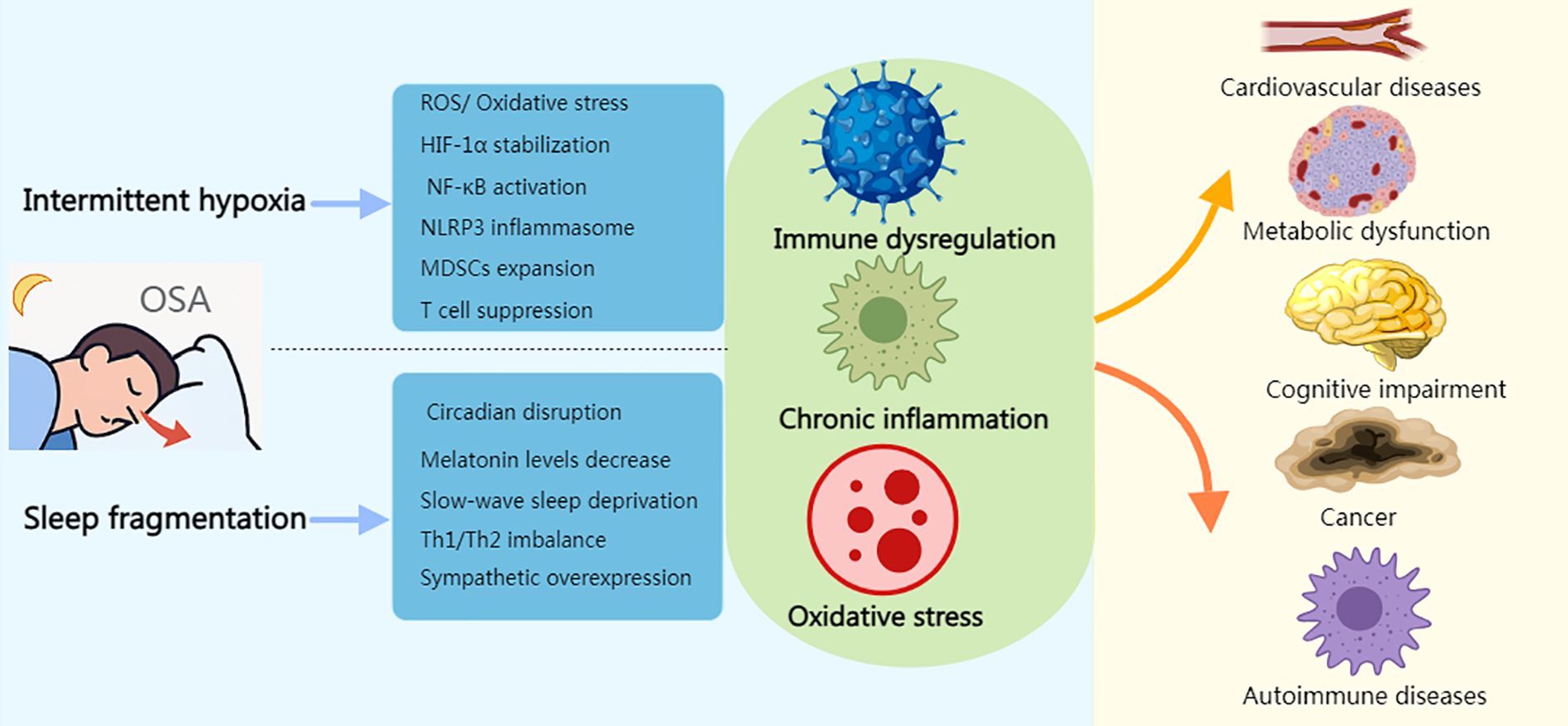 Diagram illustrating the effects of intermittent hypoxia and sleep fragmentation due to obstructive sleep apnea (OSA). Intermittent hypoxia leads to oxidative stress and immune dysregulation. Sleep fragmentation results in circadian disruption and melatonin decrease. Consequences include chronic inflammation and conditions such as cardiovascular diseases, metabolic dysfunction, cognitive impairment, cancer, and autoimmune diseases.