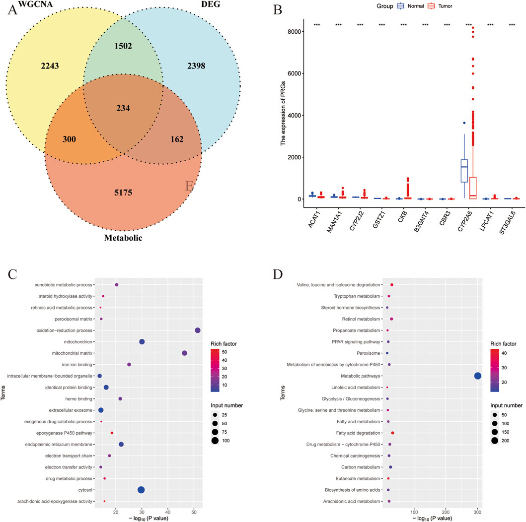 Venn diagram in panel A shows overlap between WGCNA, DEG, and Metabolic analyses with specific counts in each section. Panel B illustrates a box plot comparing gene expression of PRGs between normal and tumor groups, highlighting significant differences. Panels C and D present dot plots of enriched biological processes and pathways with terms, rich factor, and P-value differences, depicted with varying dot sizes and colors to indicate input number and significance.