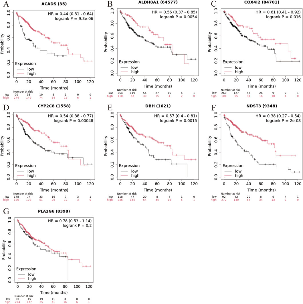 Seven Kaplan-Meier survival plots (A-G) showing survival probability over time for different gene expressions: ACADS, ALDH8A1, COX4I2, CYP2C8, DBH, NDST3, and PLA2G6. Each plot compares low and high expression groups with respective hazard ratios (HR) and log-rank P-values indicated. Time is measured in months, and legend denotes expression levels. Plots display the number at risk for each group over time intervals, with curves diverging to show differences in survival probabilities based on expression levels.