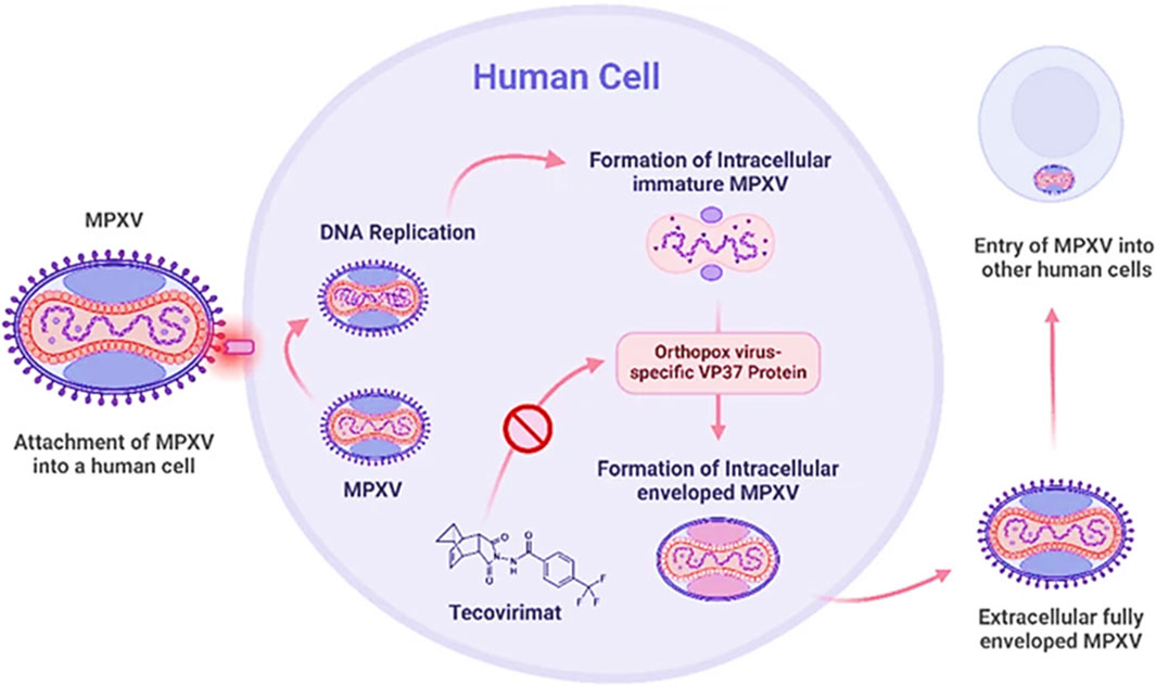 Diagram of how MPXV infects human cells. The virus attaches to the cell, undergoes DNA replication, and forms intracellular immature MPXV. Using the VP37 protein, it converts to enveloped MPXV. Tecovirimat inhibits this process, preventing the formation of intracellular enveloped MPXV. Fully enveloped MPXV exits to infect other cells.