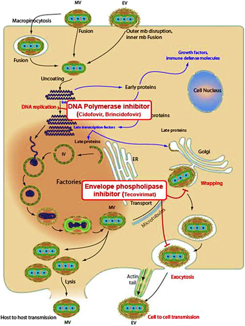 Diagram illustrating the replication cycle of a virus, highlighting macropinocytosis, uncoating, DNA replication, and protein synthesis. Labels indicate inhibition by DNA polymerase inhibitors and envelope phospholipase inhibitors. The process includes virus entry, fusion, and host-to-host transmission, detailing intracellular activities like protein transport and exocytosis.