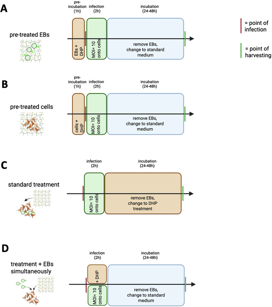 Flowchart showing four treatment protocols for EBs (elementary bodies) and cell infection. A: Pre-treated EBs undergo one hour pre-incubation with treatment before infection, followed by removal and standard medium change post-incubation.B: Pre-treated cells undergo one hour pre-incubation before infection, with the same post-incubation process as A.C: Standard treatment involves infection without pre-treatment, transitioning to DHP treatment post-incubation.D: EBs and treatment applied simultaneously during infection, transitioning to standard medium post-incubation. Points of infection and harvesting are marked.