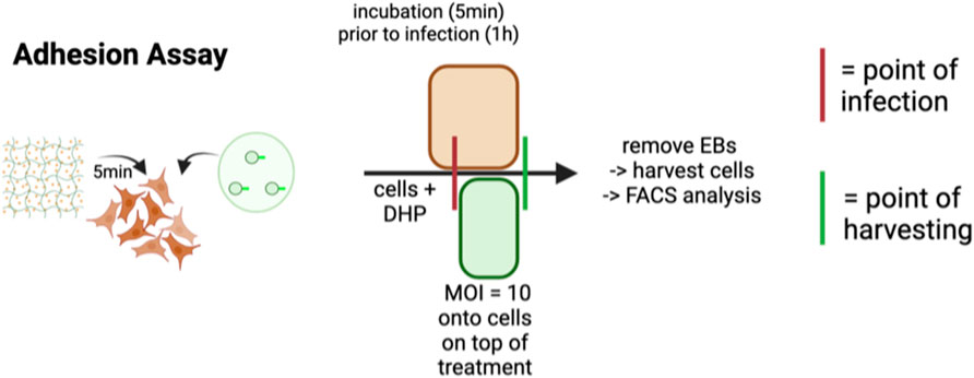 Diagram of an adhesion assay. Shows a sequence starting with cells added to a matrix for 5 minutes, then to cells plus DHP. Incubation occurs for 5 minutes, followed by infection for 1 hour. Removal of EBs and cell harvesting are followed by FACS analysis. A red line marks the point of infection, and a green line marks the point of harvesting.