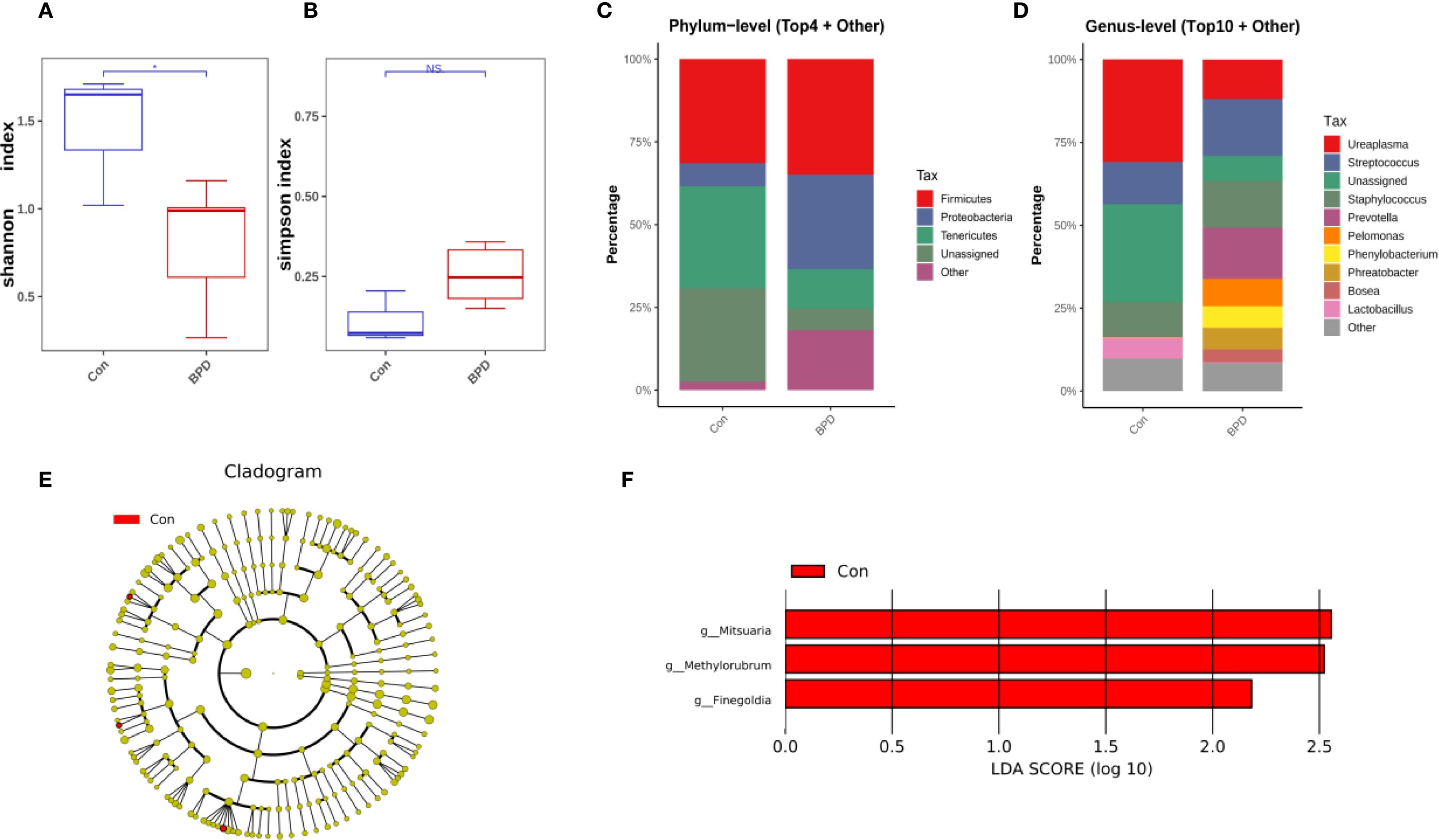 Six-panel figure displaying microbial analysis results: A) Boxplot of Shannon index, showing higher diversity in control (Con) than BPD, with significant difference. B) Boxplot of Simpson index, indicating no significant difference. C) Phylum-level bar chart, highlighting Firmicutes as prominent in both groups. D) Genus-level bar chart, showing various taxa distributions. E) Cladogram illustrating microbial relationships, highlighting Con in red. F) Bar chart of LDA scores for different genera, with Mitsuaria, Methylorubrum, and Finegoldia more prominent in Con.