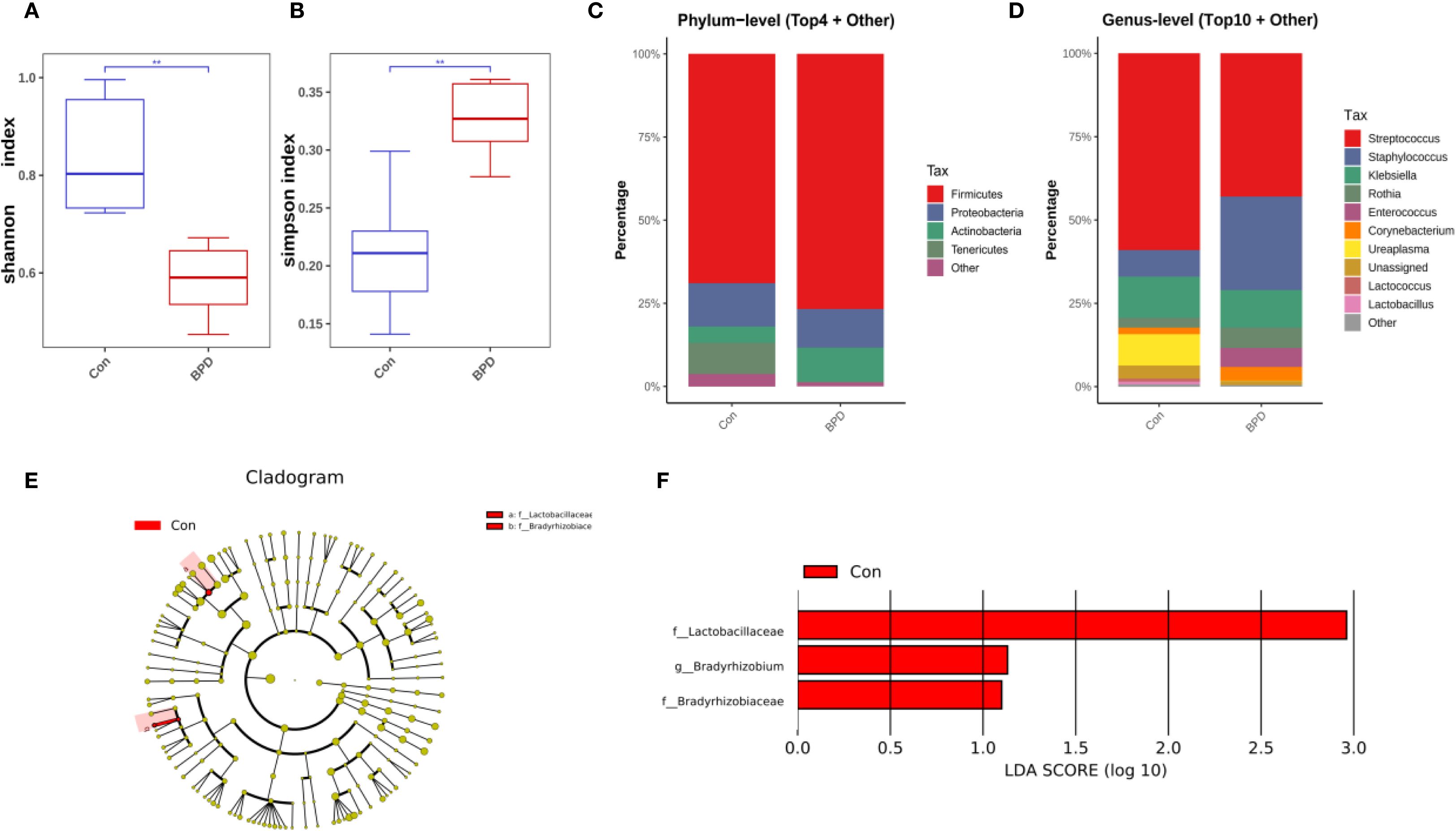 Box plots A and B display Shannon and Simpson diversity indices for control (Con) and BPD groups, respectively. Stacked bar charts C and D show phylum and genus-level bacterial composition. Cladogram E highlights bacterial taxa associated with the control group in red. Bar graph F shows LDA scores for specific bacterial taxa, indicating their association with the control group.