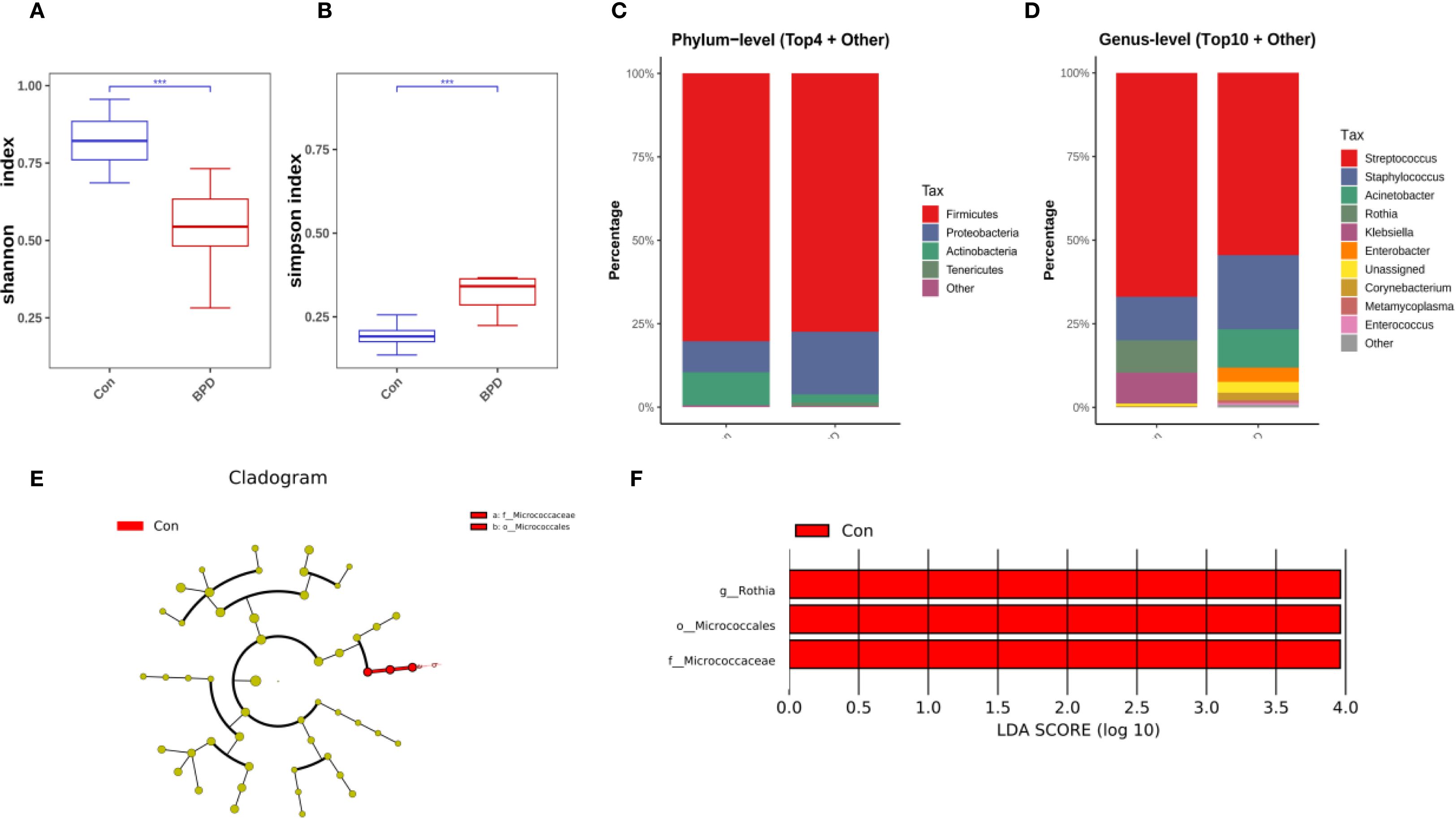 Box plots show Shannon and Simpson indices for control and BPD groups, indicating higher diversity in control (A, B). Bar charts display phylum and genus level composition comparisons (C, D). The cladogram shows taxonomic relationships, highlighting significant taxa in red (E). LDA score plot identifies key microbes in controls, including Rothia and Micrococcales (F).