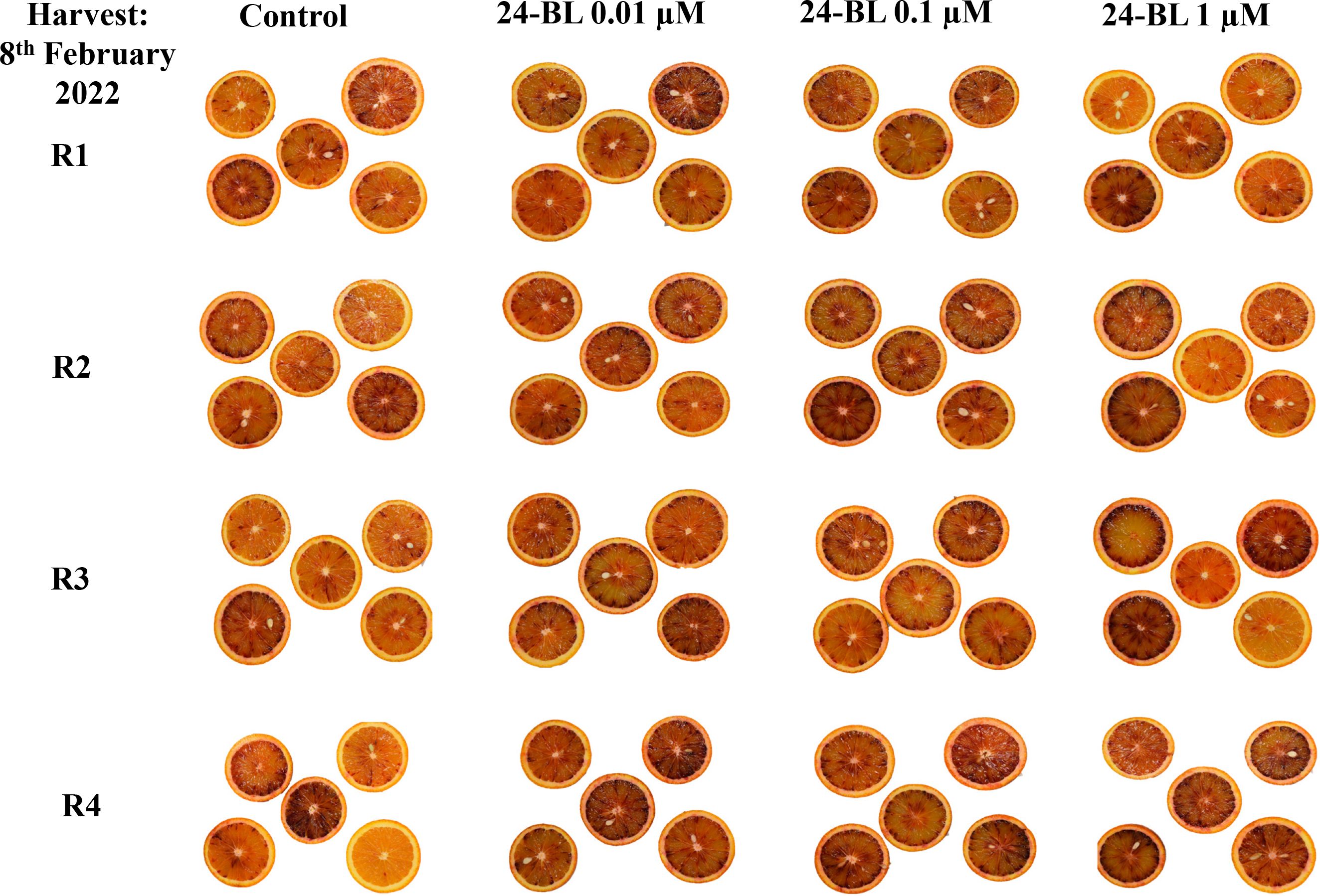 Orange slices arranged in four rows labeled R1 to R4, and four columns labeled Control, Bras 0.01 μM, Bras 0.1 μM, and Bras 1 μM. The slices vary in color intensity across treatments, with darker shades in higher concentrations of Bras. Harvest date noted as 8th February 2022.