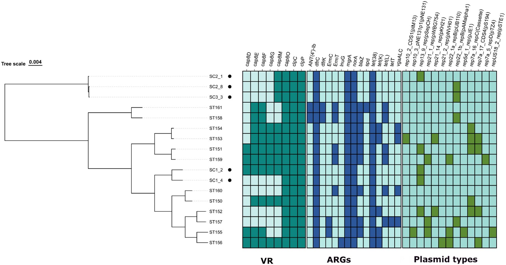 Phylogenetic tree with corresponding heat map for various strains. The tree displays relationships between SCQ groups and ST types. The heat map shows distribution of virulence regions (VR), antimicrobial resistance genes (ARGs), and plasmid types across those strains. Colors indicate presence and frequency of each feature, with shades ranging from light to dark. Tree scale is 0.004.