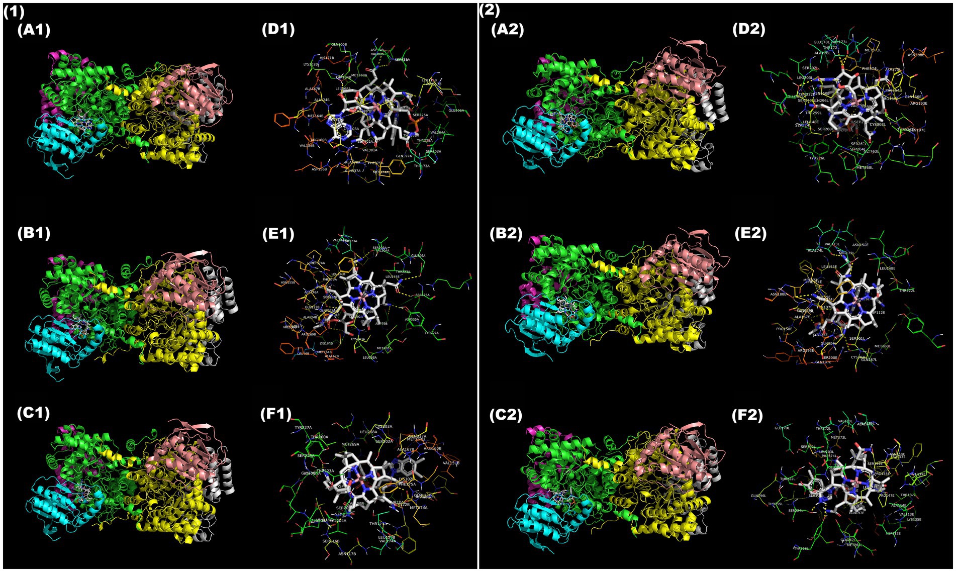 Six molecular structures labeled A1 to F1 and A2 to F2 are displayed in two groups. Each group shows detailed protein complex models and ligand interactions. Each structure is color-coded with intricate helix and strand formations. Panels D1, E1, F1, D2, E2, and F2 highlight ligand binding sites with labeled amino acids. Each illustration reveals sophisticated molecular interactions on a black background.