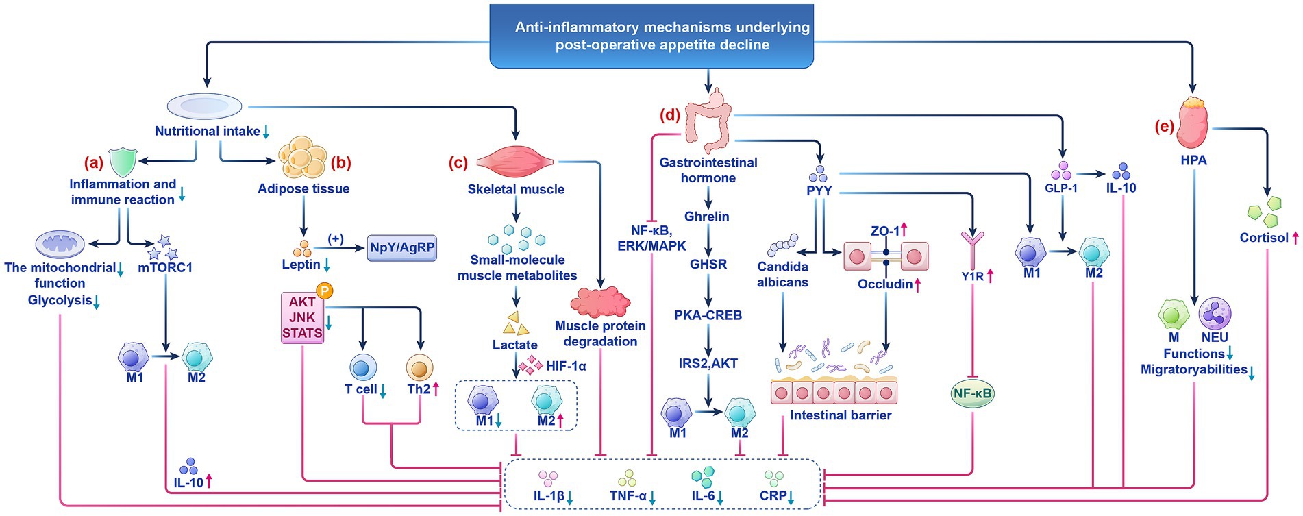 Flowchart illustrating anti-inflammatory mechanisms affecting post-operative appetite decline. Includes pathways involving nutritional intake, inflammation, immune reaction, adipose tissue, skeletal muscle, gastrointestinal hormones, and the HPA axis. Highlights interactions with molecules like leptin, ghrelin, cortisol, and various cytokines, with effects on muscle metabolites, intestinal barrier, and immune cells. Paths lead to different outcomes influencing appetite decline post-operation.
