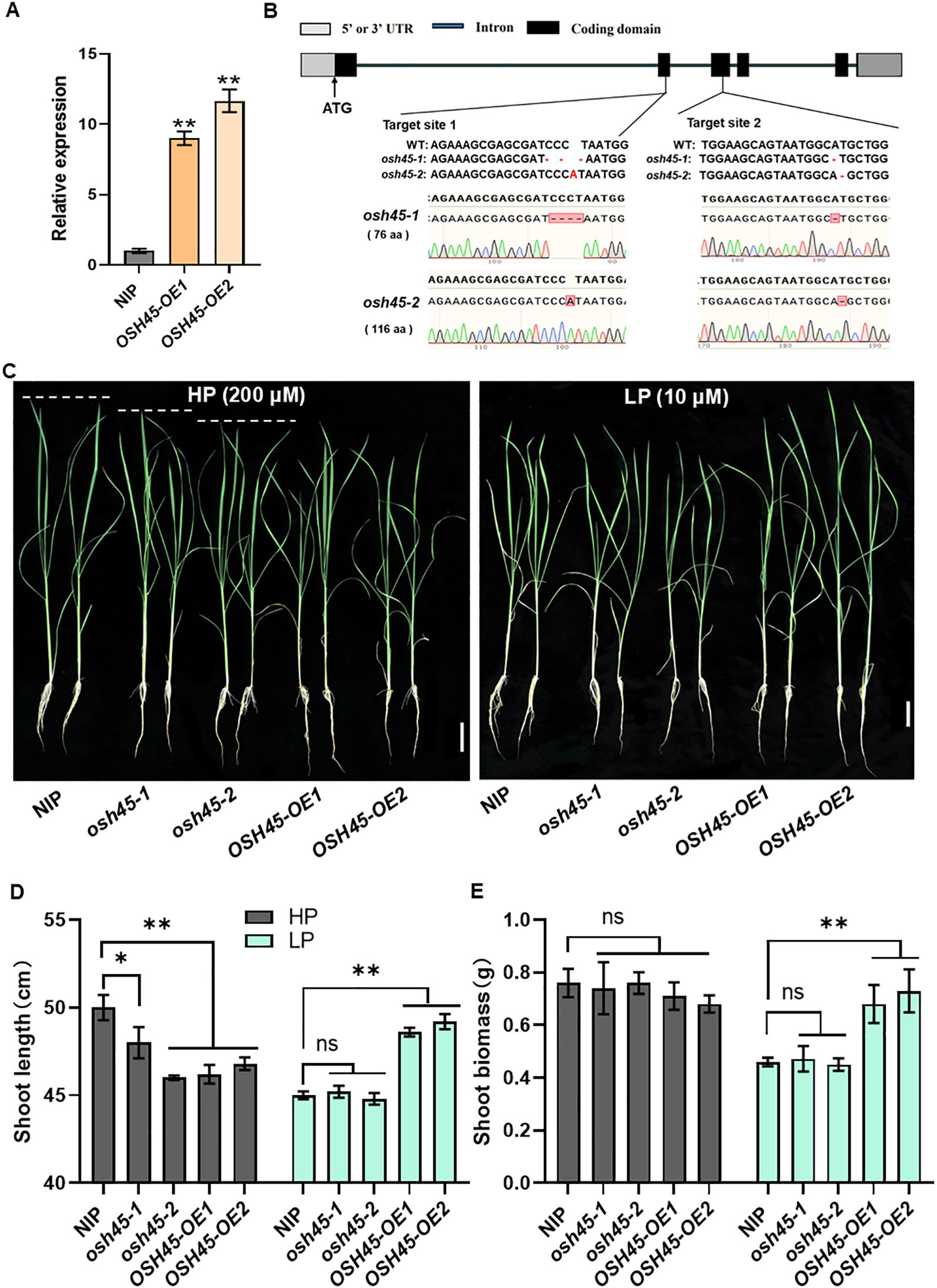 Bar graphs (A, D, E), genetic sequence diagrams (B), and plant growth comparisons (C) illustrating the effects of different genetic variants (NIP, osh45-1, osh45-2, OSH45-OE1, OSH45-OE2) on expression levels, shoot length, and biomass under high and low phosphorus conditions. The genetic sequences show target sites, while plant images compare growth between conditions. Significant differences are marked with asterisks.
