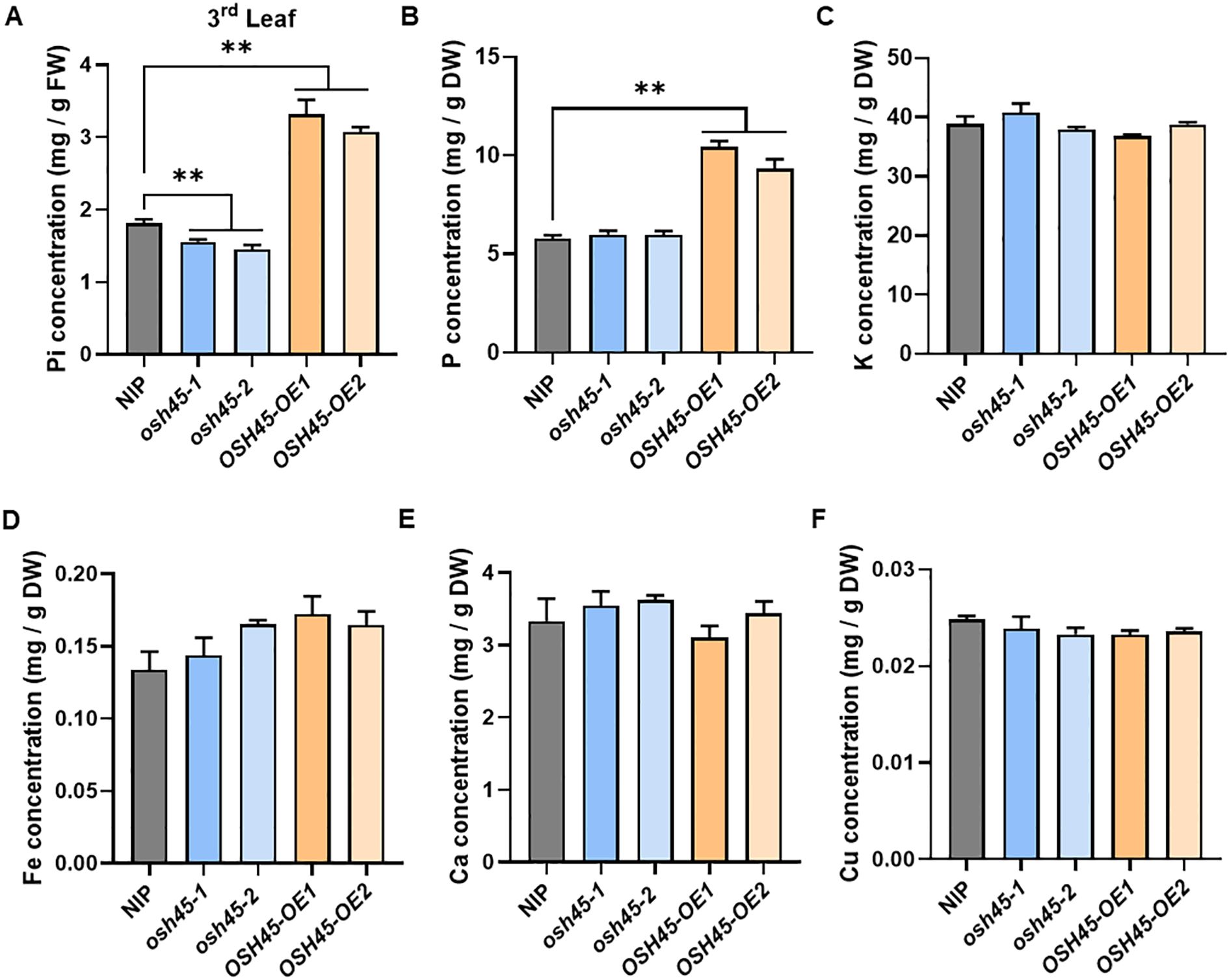 Bar charts display concentrations of various elements in different rice leaf samples. Chart A shows Pi concentration, with OSH45-OE2 highest. Chart B illustrates P concentration, higher in OSH45-OE1. Chart C measures K concentration, similar across samples. Chart D depicts Fe concentration, slightly varying. Chart E shows Ca concentration, also similar. Chart F displays Cu concentration, consistent across samples. Significant differences are indicated with asterisks.