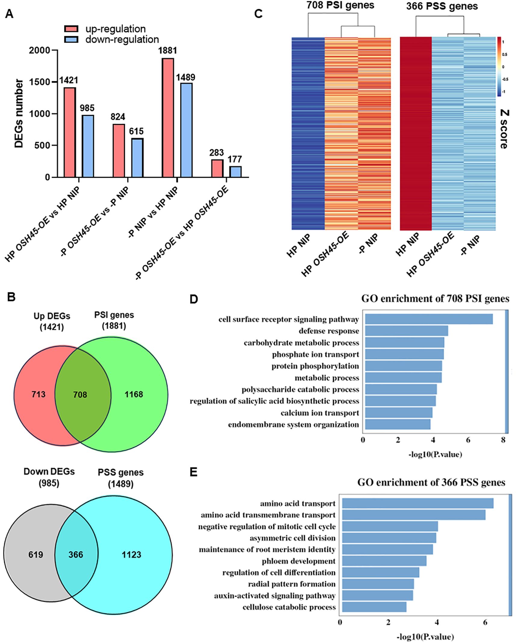 Bar chart illustrating differentially expressed genes (DEGs) with up-regulation in red and down-regulation in blue. Venn diagrams show overlaps between up/down DEGs and PSI/PSS genes. Heatmaps display Z-scores of 708 PSI genes and 366 PSS genes. Gene Ontology (GO) enrichment graphs highlight pathways for PSI and PSS genes, including cell signaling, metabolic processes, and transport mechanisms.