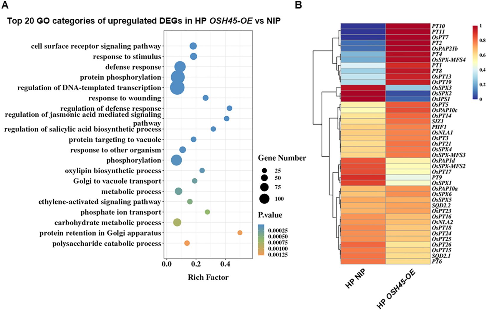 Panel A shows a bubble plot of the top 20 GO categories of upregulated differentially expressed genes (DEGs) in HP OSH45-OE vs. NIP. Categories include cell surface receptor signaling, defense response, and protein phosphorylation, with bubble size representing gene numbers and color indicating p-values. Panel B displays a heatmap of gene expression, with genes listed on the right and expression levels color-coded from blue (low) to red (high) over two conditions: HP NIP and HP OSH45-OE.