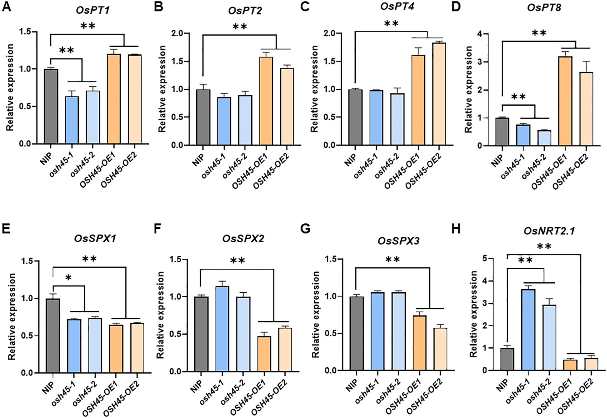 Bar graphs depicting the relative expression levels of various genes (OsPT1, OsPT2, OsPT4, OsPT8, OsSPX1, OsSPX2, OsSPX3, OsNRT2.1) across different sample groups (NIP, osh45-1, osh45-2, OSH45-OE1, OSH45-OE2). Each graph shows significant differences indicated by asterisks, demonstrating higher expression in certain groups, particularly OSH45-OE1 and OSH45-OE2. Error bars suggest variability within the data.
