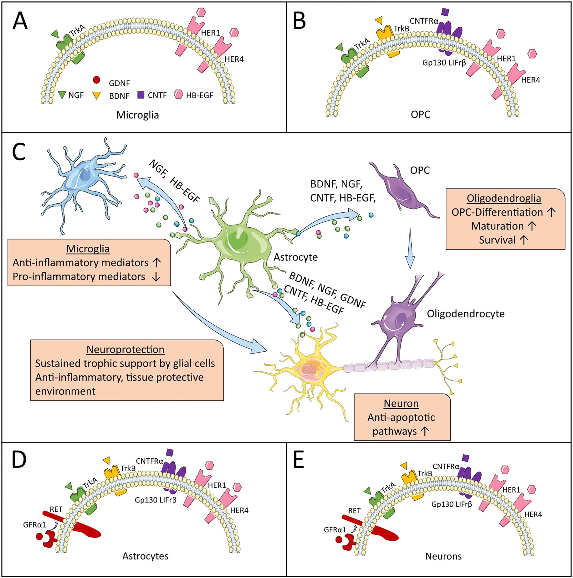 Diagram illustrating the interaction of neurotrophic factors and receptors with microglia, oligodendrocyte progenitor cells (OPCs), astrocytes, neurons, and oligodendrocytes. Panels A to E show different cell types and receptor locations. Arrows indicate the movement and effects of factors like BDNF, NGF, CNTF, GDNF, and HB-EGF. The diagram highlights roles in anti-inflammatory mediation, neuroprotection, OPC differentiation, and neuronal survival through trophic support.