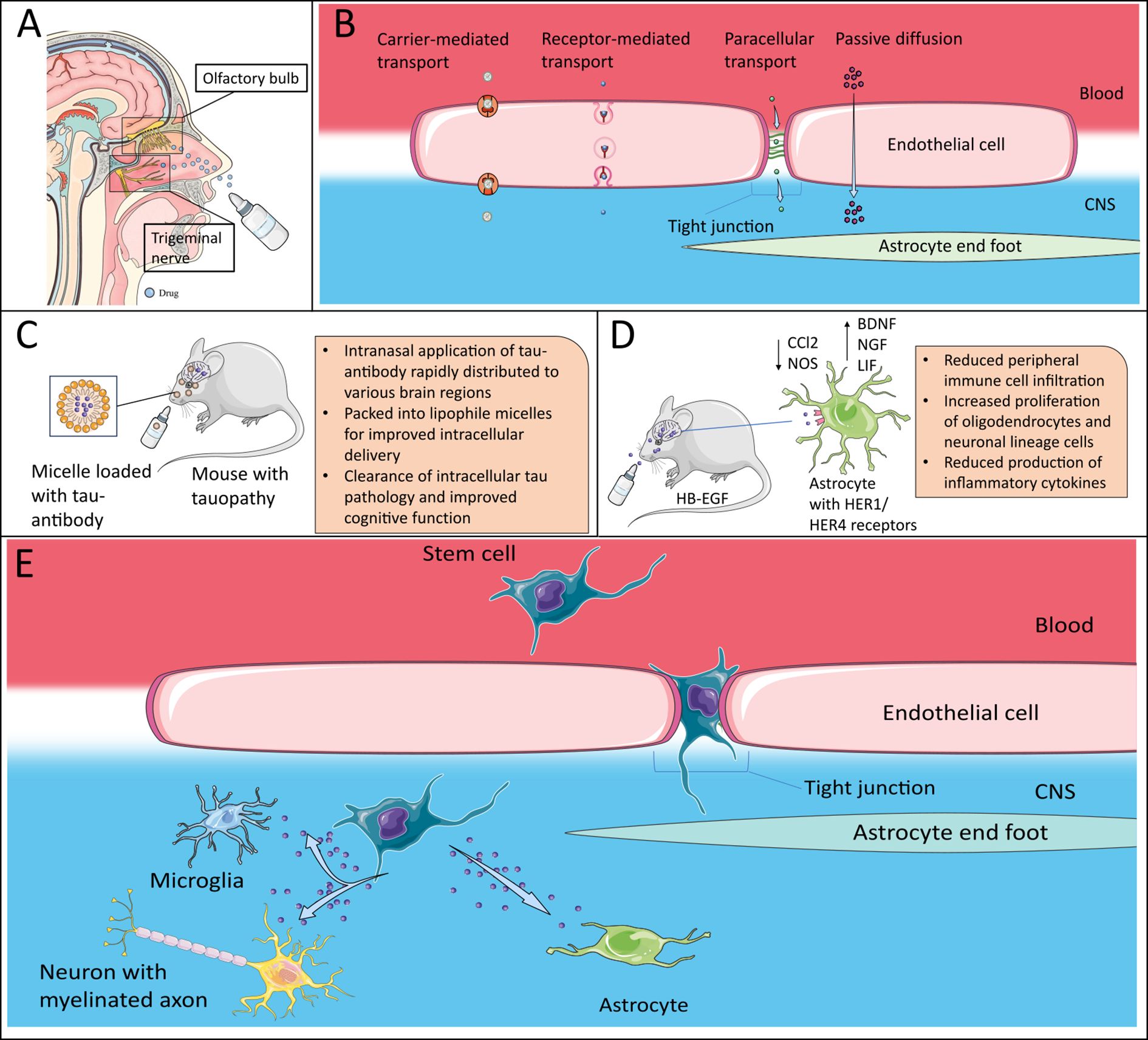 Diagram illustrating methods of drug delivery to the brain. Panel A shows a cross-section of a head with pathways for drug transport via the olfactory bulb and trigeminal nerve. Panel B illustrates various transport mechanisms across an endothelial cell, including carrier-mediated, receptor-mediated, paracellular transport, and passive diffusion. Panel C displays intranasal delivery of micelles loaded with tauantibody to a mouse with tauopathy, highlighting improved brain distribution and cognitive benefits. Panel D depicts intranasal HB-EGF delivery to an astrocyte with HER1/HER4 receptors, showing reduced immune response and increased cell proliferation. Panel E summarizes the effects on neurons, microglia, and astrocytes within the bloodbrain barrier.