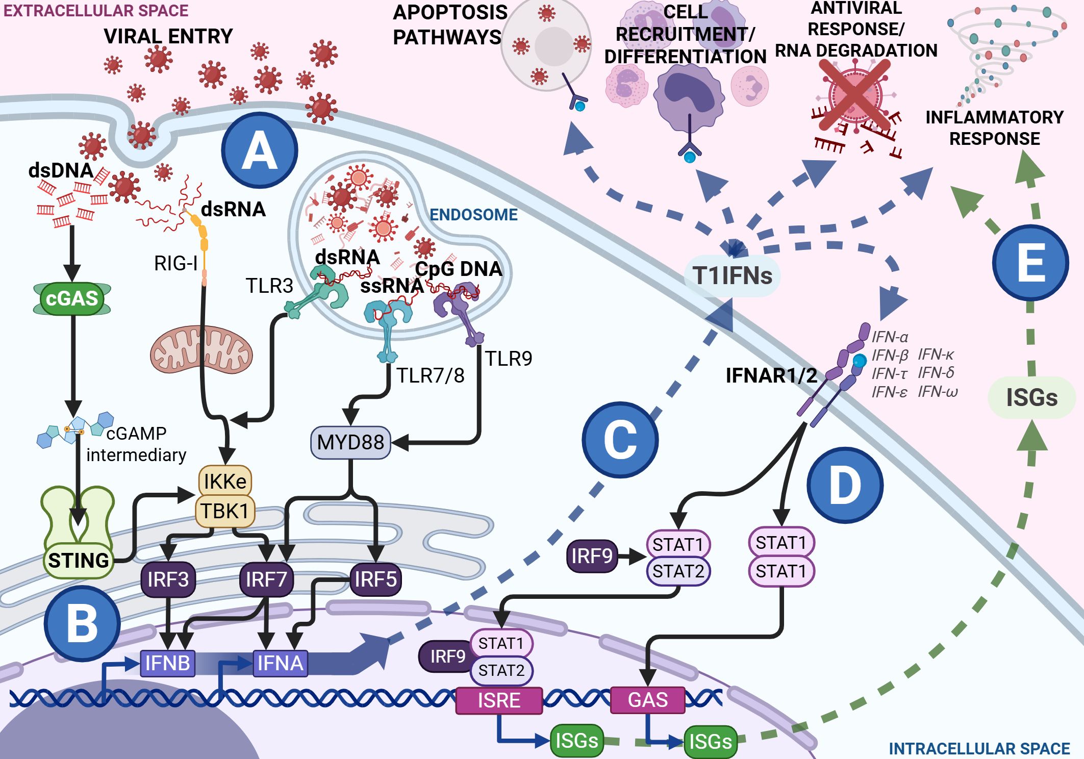 Diagram of cellular signaling pathways illustrating viral entry and immune response. Key components include cGAS, STING, and TLRs activating pathways leading to the production of type I interferons (IFNs) and interferon-stimulated genes (ISGs). The process involves proteins like IRF3, IRF7, IRF9, and STATs, resulting in apoptosis, antiviral response, cell recruitment, differentiation, and inflammatory responses. Sections labeled A to E depict different stages and proteins involved in intracellular and extracellular spaces.