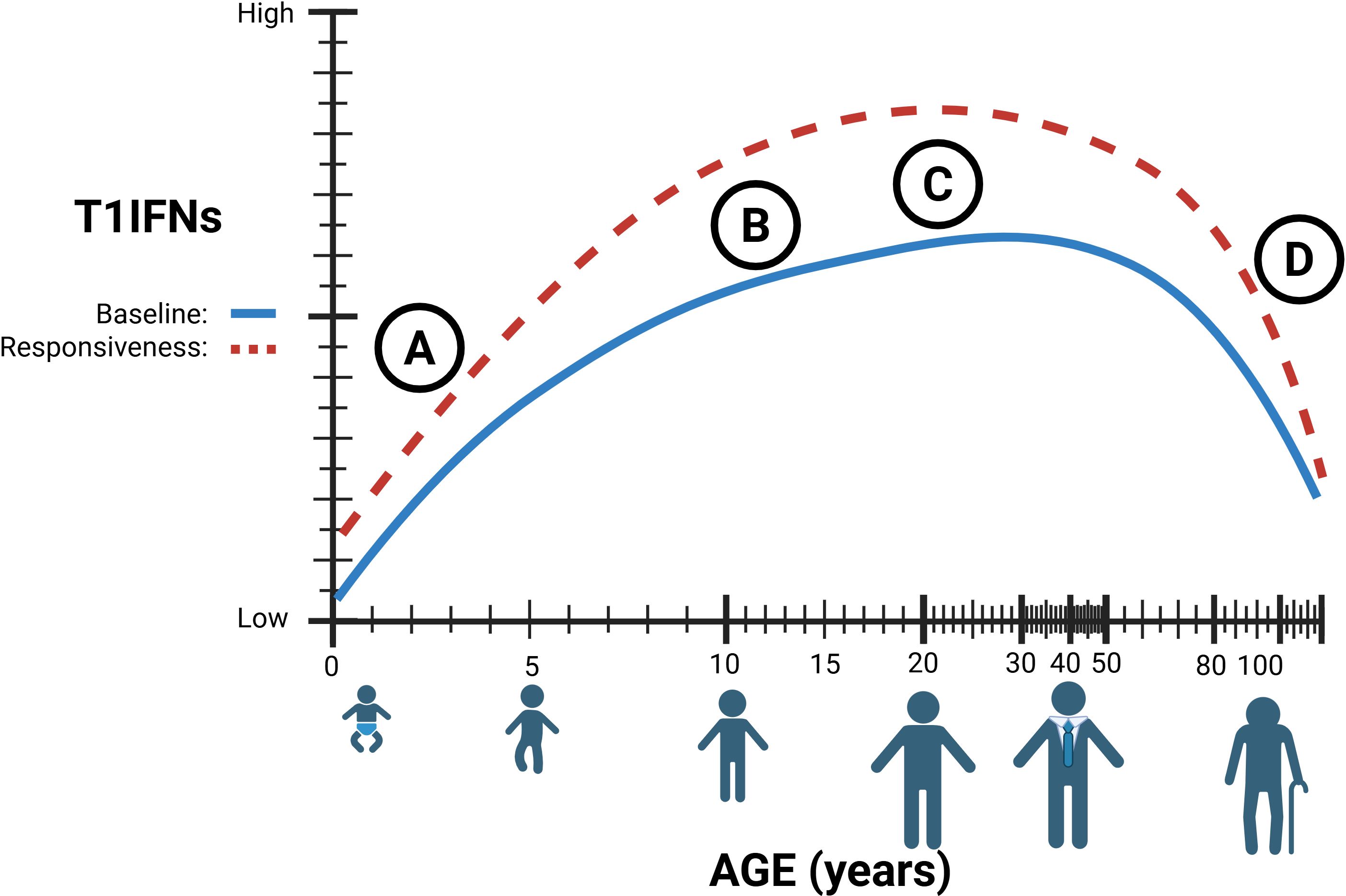 Graph showing T1IFNs levels by age, with baseline (blue) and responsiveness (red) lines. Both lines peak around age thirty and decline towards age ninety. Human icons depict various life stages from baby to elderly.