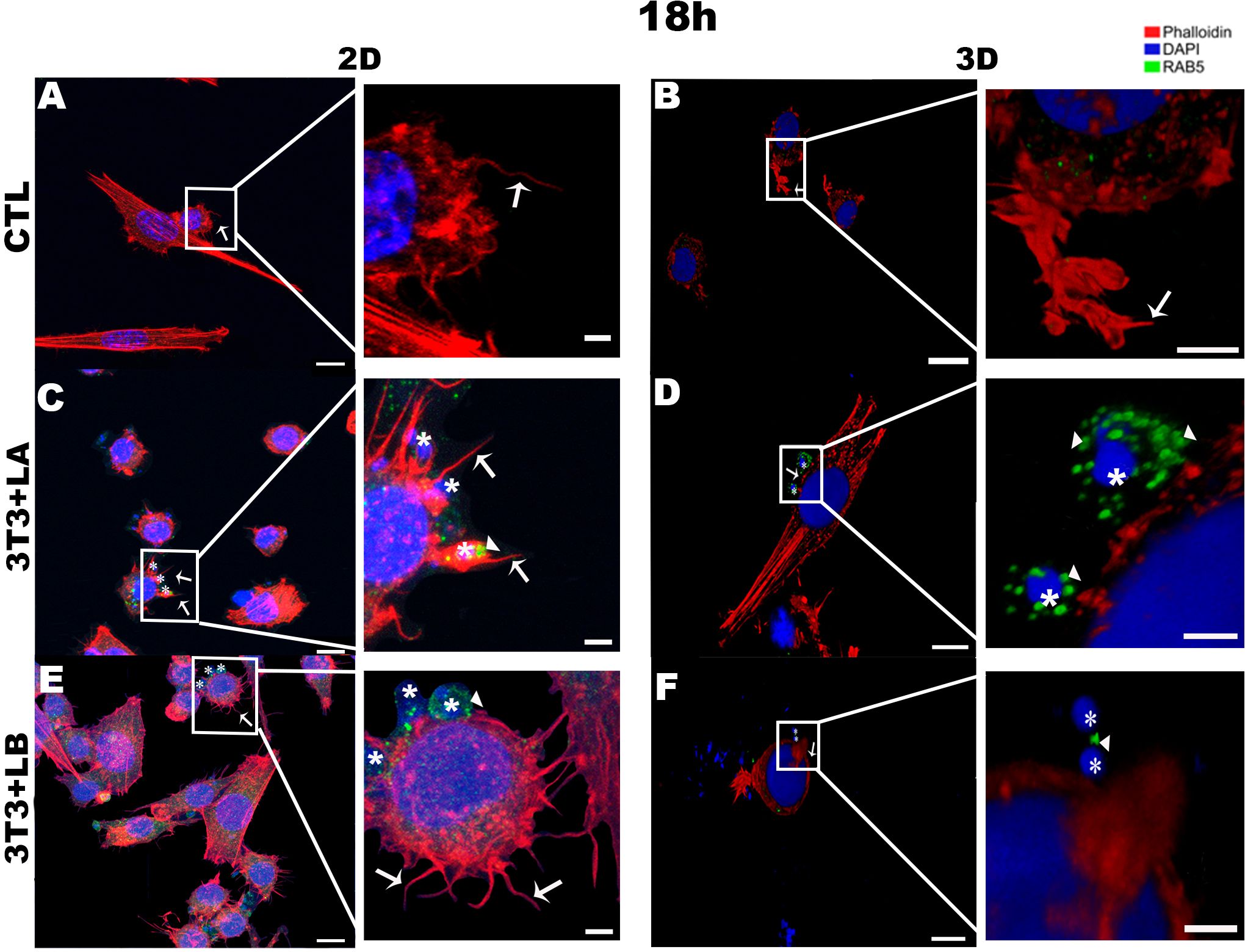 Fluorescent microscopy images show cellular structures in 2D and 3D at 18 hours. Panels A-F display cells stained with Phalloidin (red), DAPI (blue), and RAB5 (green). Panels A and B are control (CTL) samples, C and D show 3T3 cells treated with LA, and E and F with LB. Inset regions are magnified to highlight cellular components, with arrows and asterisks indicating specific areas of interest, such as cellular membranes and subcellular structures.