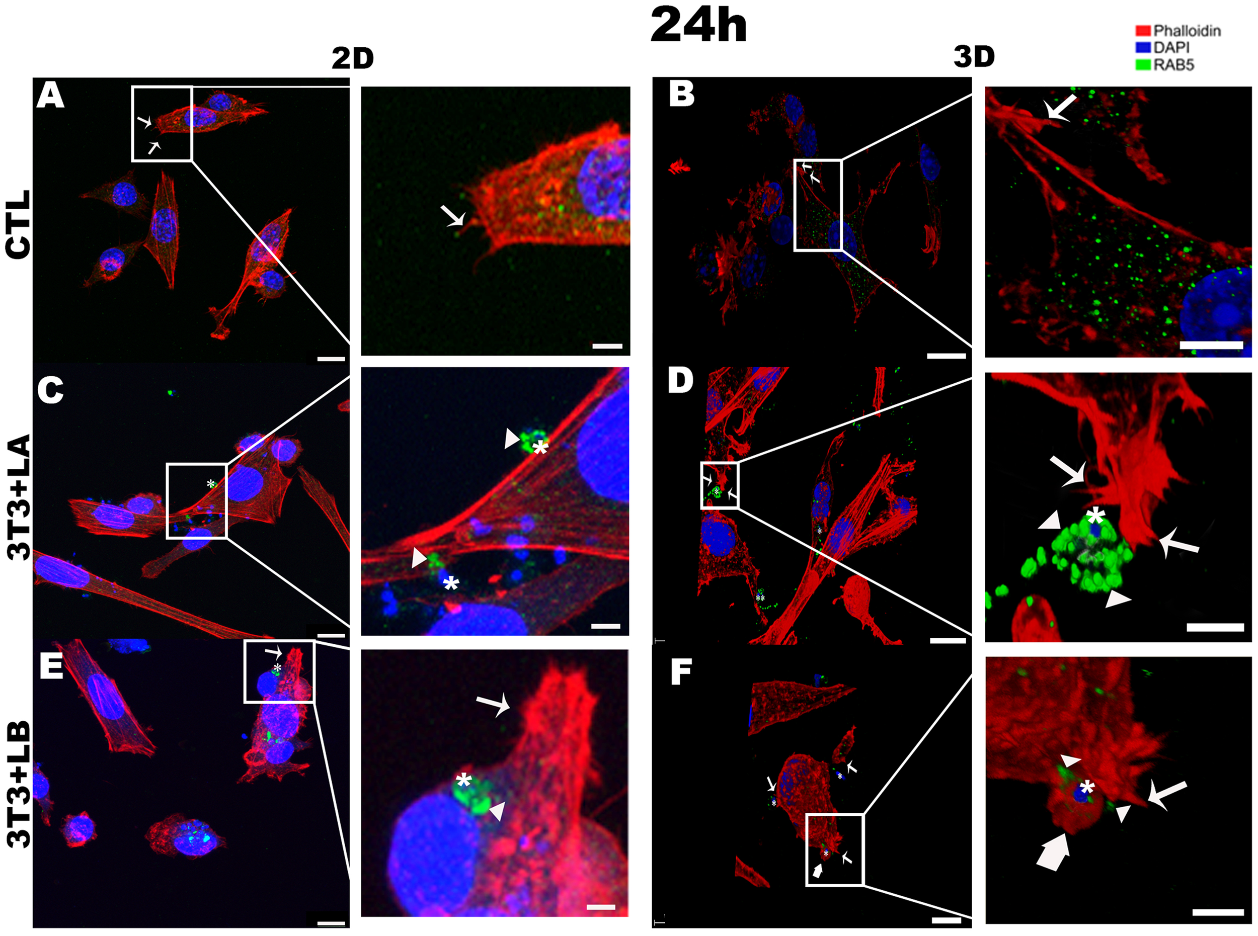 Fluorescent images of cells comparing 2D and 3D cultures at 24 hours under varying conditions. Panels A and B show control cells (CTL) with red, blue, and green staining for phalloidin, DAPI, and RAB5, respectively. Panels C and D show 3T3-LA cells, while E and F show 3T3-LB cells. Insets highlight specific areas of interest with arrows and asterisks indicating cellular components or structures. Scale bars are present for size reference.