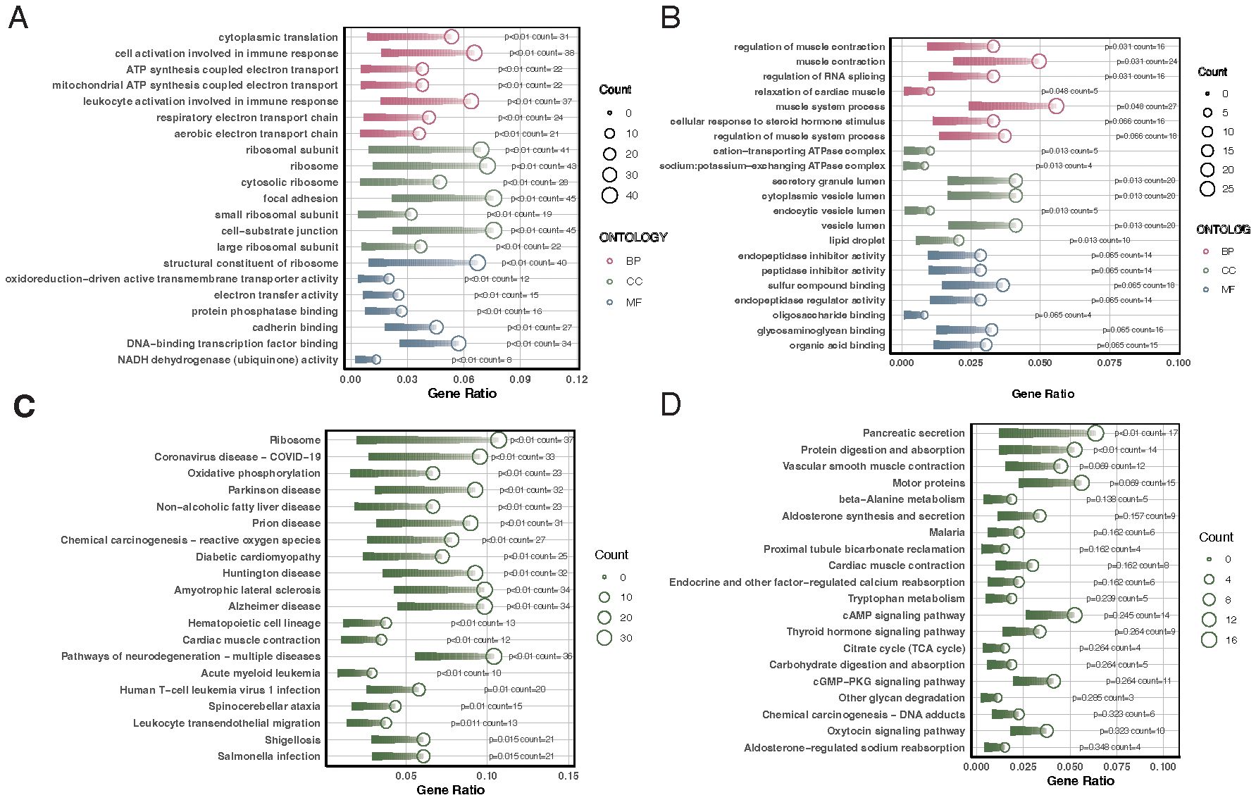 Grouped bar charts labeled A to D depict various gene ontology terms and pathways, showing gene ratios on the x-axis. Circle sizes represent count values, and colors indicate ontology categories: biological processes (BP), cellular components (CC), and molecular functions (MF). Each chart has specific labels and p-values for data points, illustrating different biological processes, diseases, and molecular functions.