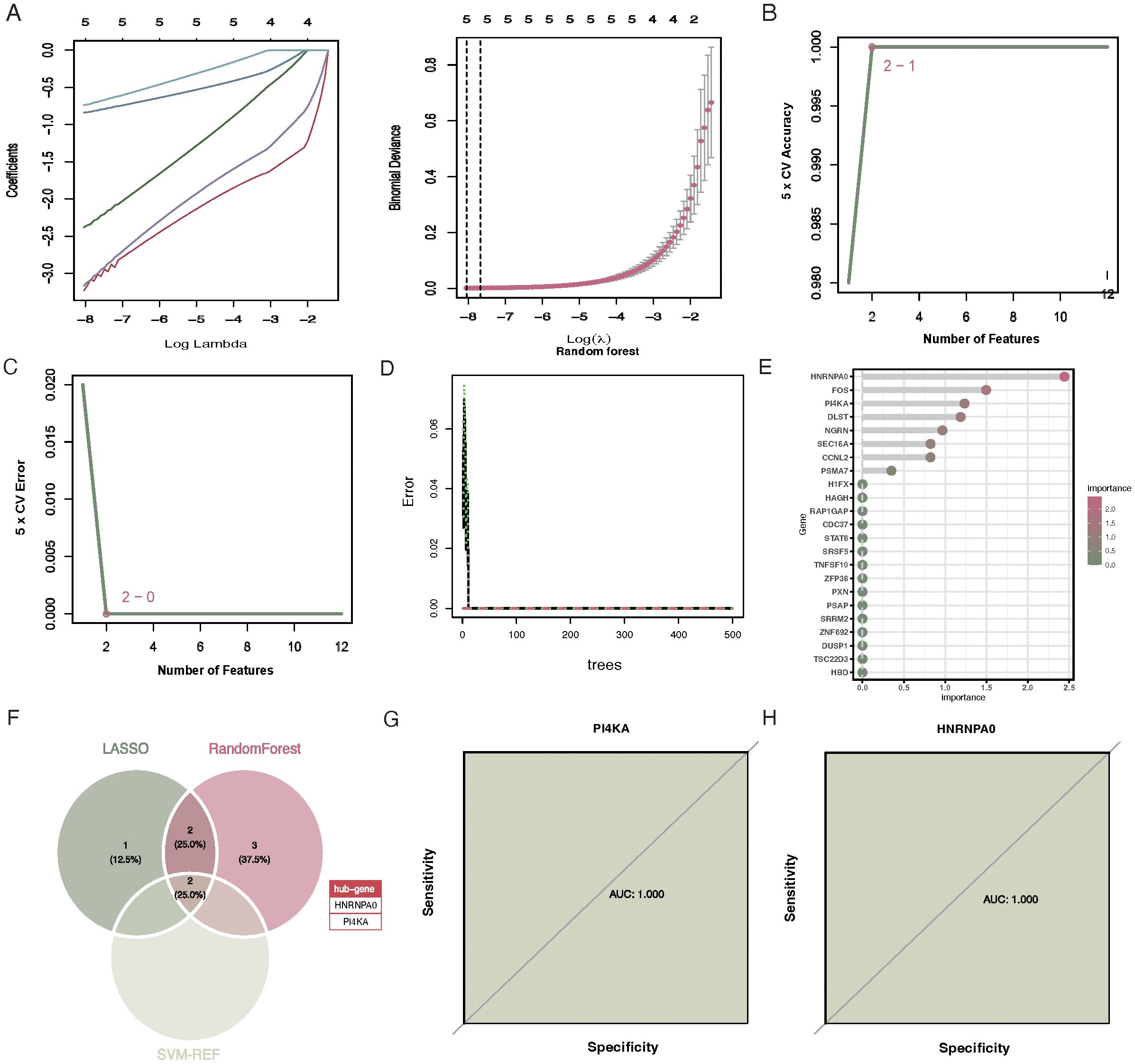A group of eight panels visualizing various machine learning analyses: A. Two plots show coefficients and binomial deviance against log lambda values, indicating feature selection through LASSO and Random Forest. B. A plot exhibits five-fold cross-validation accuracy versus the number of features. C. Five-fold cross-validation error against the number of features is presented. D. Error rate plotted against the number of trees in a Random Forest model. E. A bar chart ranks gene importance, highlighting HNRNPA0 and PI4KA. F. A Venn diagram illustrates the intersection of selected features from LASSO, Random Forest, and SVM-REF, with HNRNPA0 and PI4KA marked as hub genes. G and H. Two ROC curves for PI4KA and HNRNPA0, both with an AUC of 1.000, demonstrate perfect sensitivity and specificity results.
