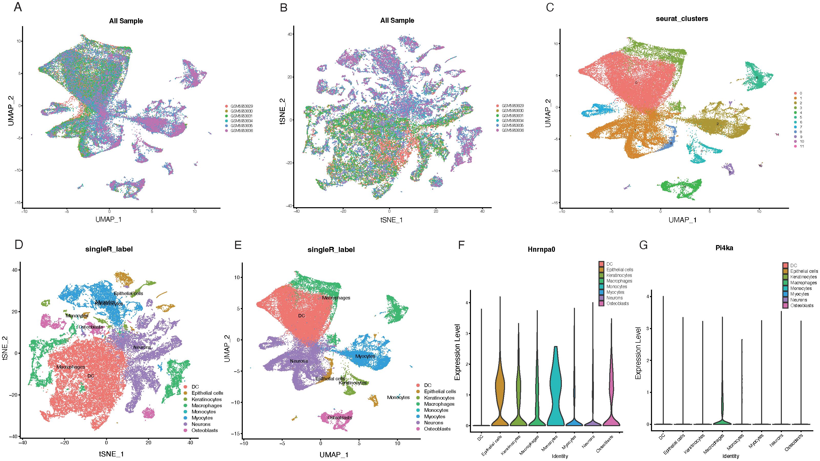 Panel A shows a UMAP scatter plot of samples GSE1658209 to GSE1663054. Panel B displays a t-SNE scatter plot with the same samples. Panel C presents a UMAP scatter plot of identified clusters labeled from 0 to 11. Panel D gives a t-SNE plot labeled by cell type, such as DC and macrophages. Panel E shows a UMAP plot with similar cell type labeling. Panels F and G are violin plots for gene expression levels, with Hnrnpa0 and Pl4ka across different cell identities like epithelial cells and neurons.