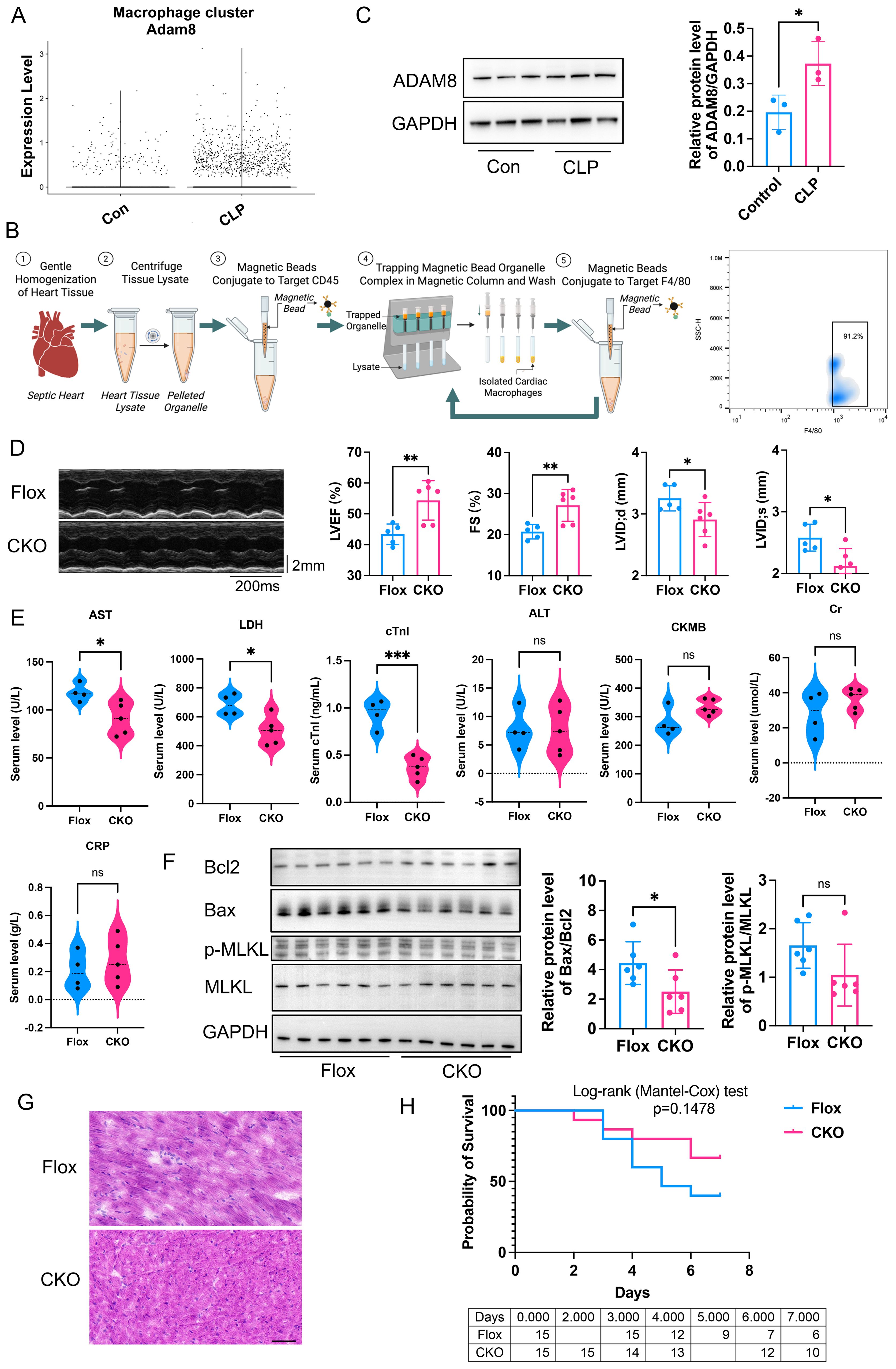 The image consists of multiple scientific panels detailing research on cardiac function and protein expression related to septic conditions. Panel A shows a graph of macrophage cluster expression levels of ADAM8 comparing control and CLP. Panel B illustrates a procedure for isolating cardiac macrophages using magnetic beads. Panel C displays a Western blot and graph showing relative protein levels of ADAM8 and GAPDH. Panel D includes echocardiographic images and graphs comparing cardiac function indices between Flox and CKO groups. Panel E presents serum level comparisons of various biomarkers between Flox and CKO. Panel F features a Western blot and graphs for protein expression analysis. Panel G shows histological images comparing tissue structure in Flox and CKO hearts. Panel H presents a survival probability graph comparing Flox and CKO groups.