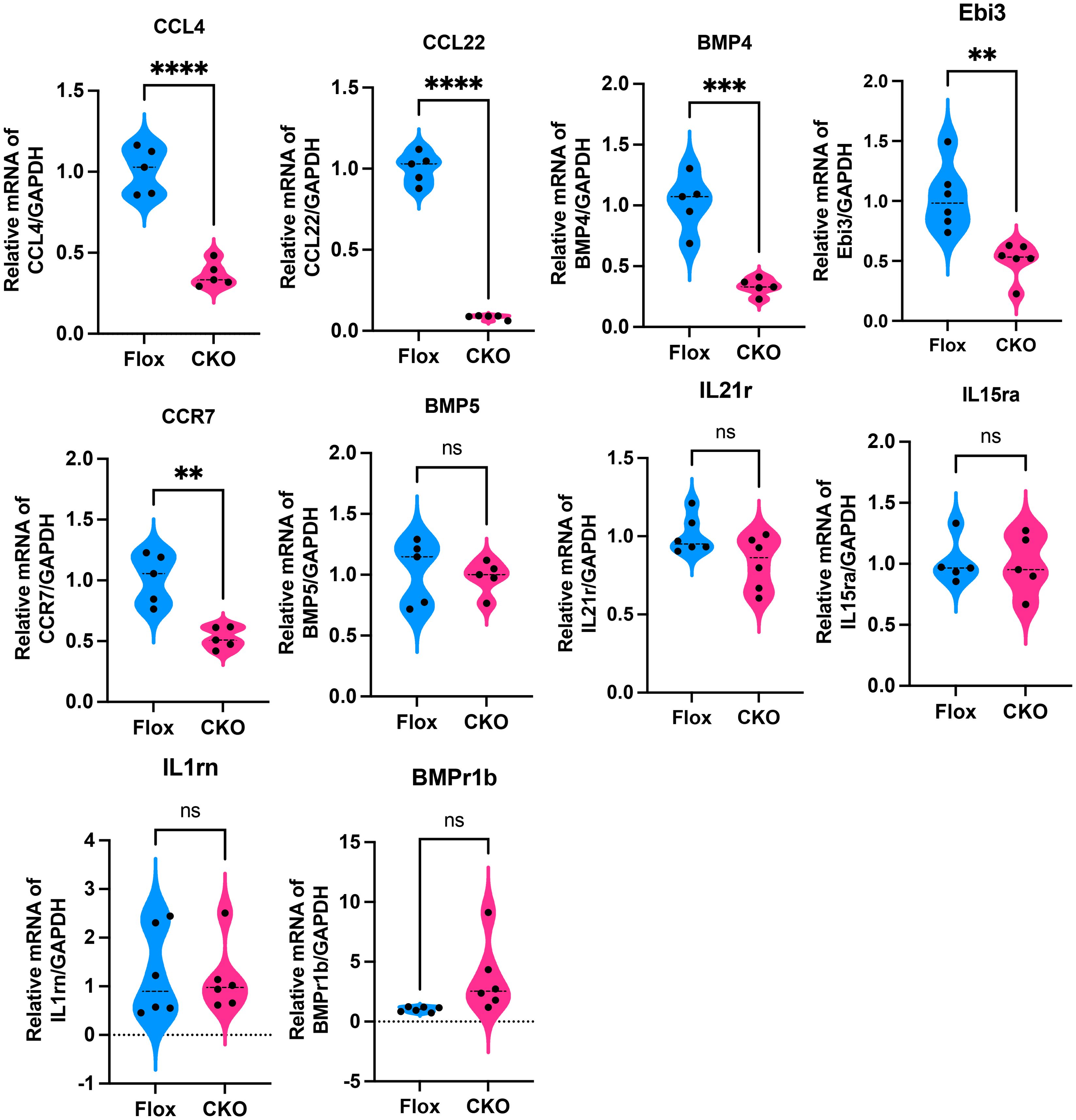 Violin plots showing relative mRNA expression levels of various genes. Significant differences in expression between Flox and CKO groups are marked by asterisks, with varying significance levels: CCL4, CCL22 (****), BMP4 (***), Ebi3, CCR7 (**), and others labeled as not significant (ns). The Flox group is in blue, and the CKO group is in pink.