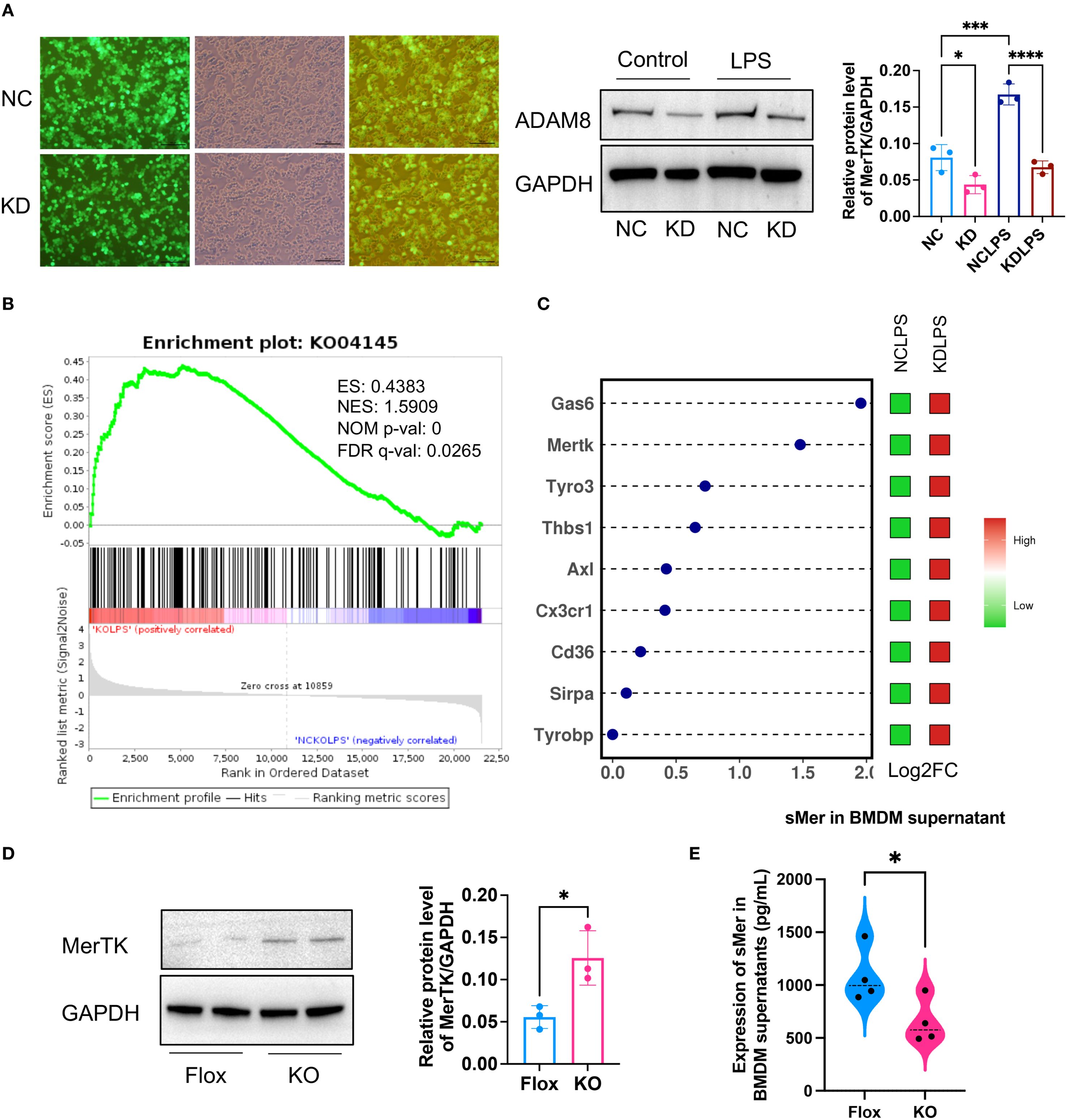 Scientific figures showing experimental results. Panel A shows microscopy images and protein expression levels of ADAM8 and GAPDH with bar graphs indicating significant changes. Panel B presents an enrichment plot with statistical values, indicating correlation. Panel C shows a dot plot of genes with a color gradient bar reflecting expression levels. Panel D displays protein expression levels of MerTK and GAPDH, with a bar graph showing significant differences. Panel E presents a violin plot comparing sMer expression levels in BMDM supernatants between two conditions. Each panel includes relevant statistical annotations.