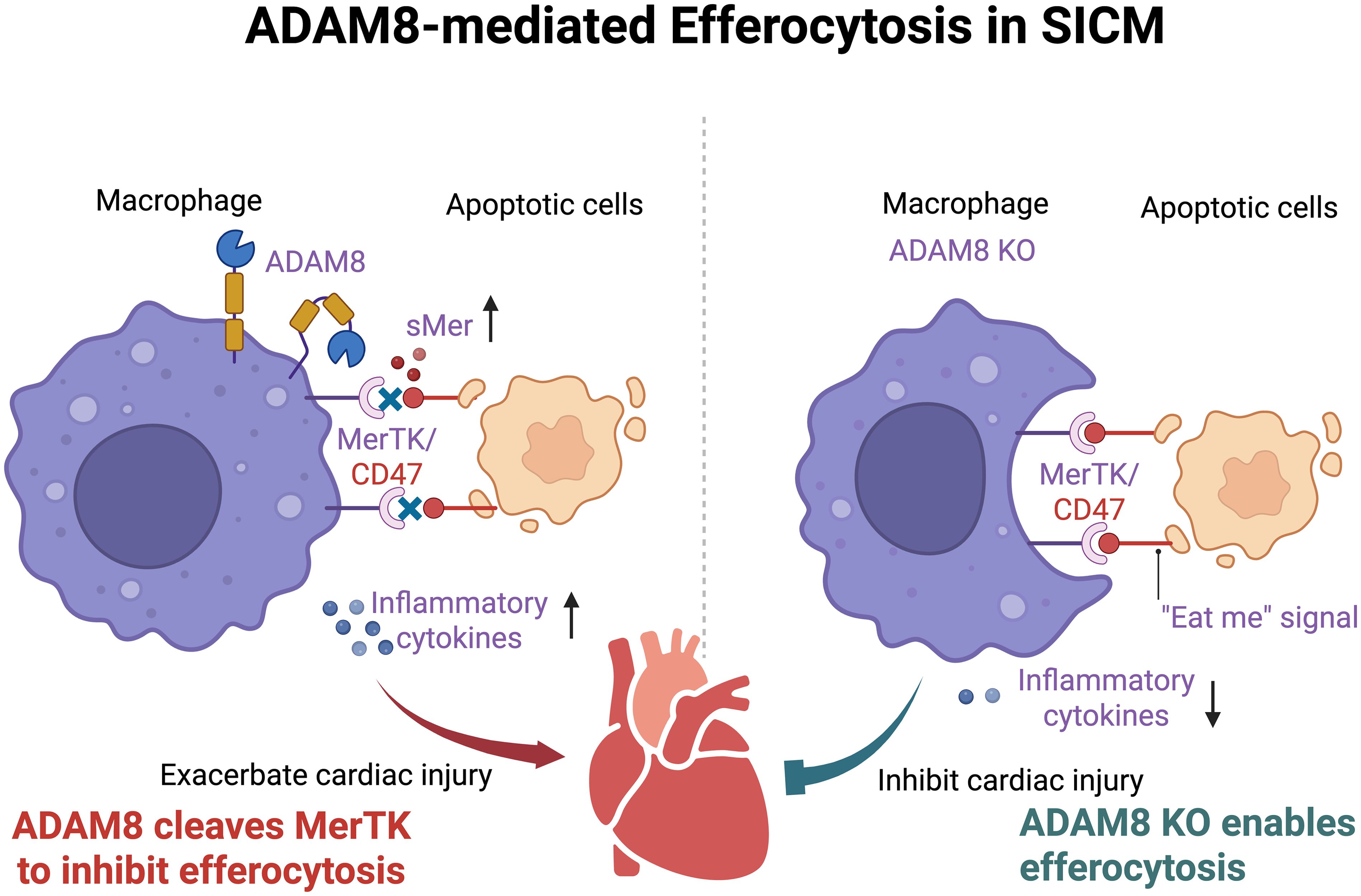 Diagram illustrating ADAM8-mediated efferocytosis in SICM. Left: Macrophage with ADAM8 cleaves MerTK, reducing efferocytosis and increasing inflammatory cytokines, exacerbating cardiac injury. Right: ADAM8 knockout enables efferocytosis, reducing inflammation and inhibiting cardiac injury. Annotations include MerTK/CD47 interactions and “Eat me” signals.