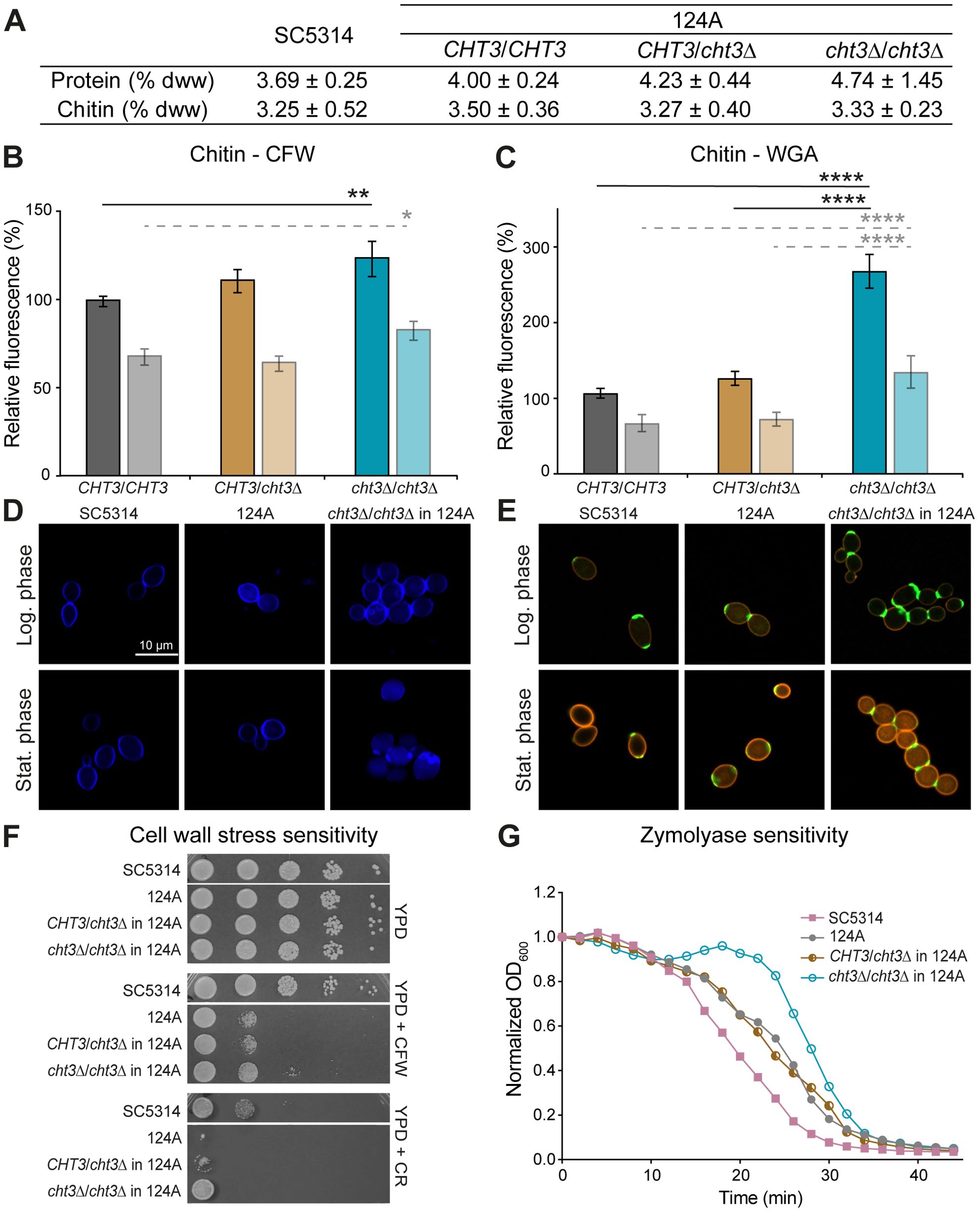 Panel A shows a table comparing protein and chitin content across different strains. Panels B and C depict bar graphs illustrating relative fluorescence percentages for chitin, stained with CFW and WGA, respectively. Panels D and E present microscopy images of cells stained for chitin during the log and stationary phases. Panel F displays spot assays assessing cell wall stress sensitivity under various conditions. Panel G features a line graph showing zymolyase sensitivity over time, comparing different strains.