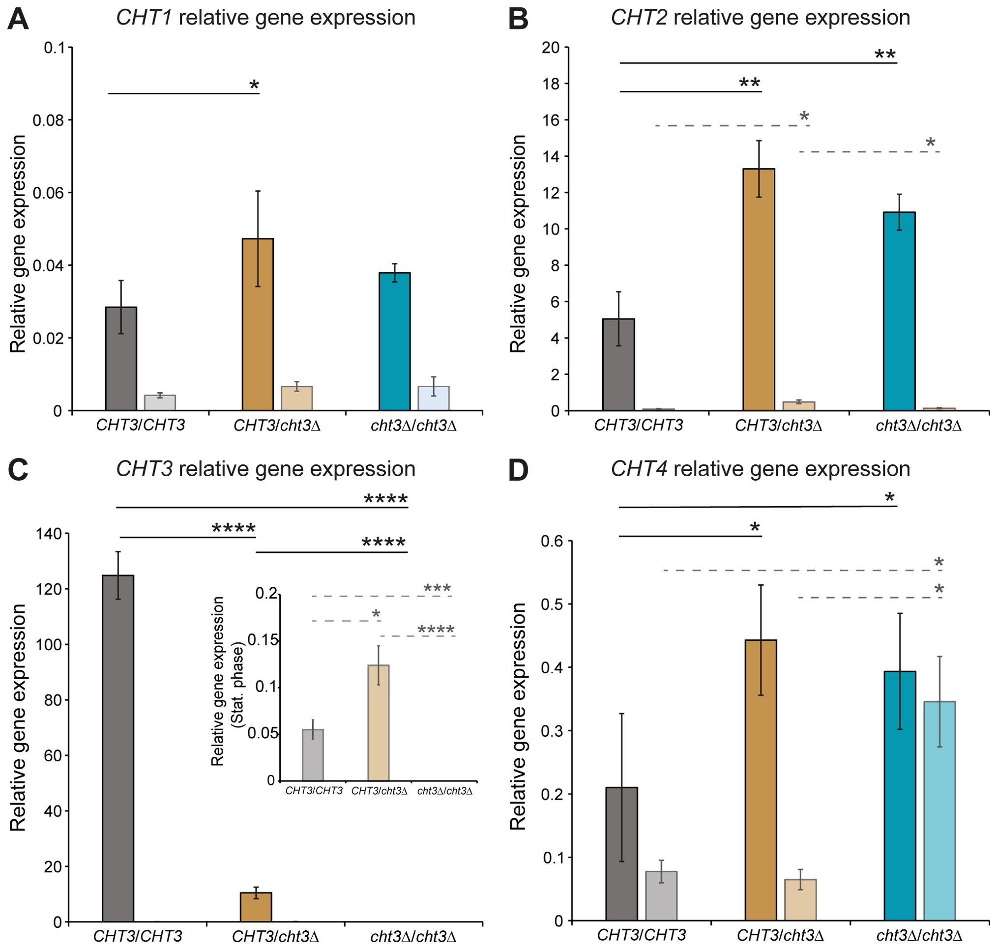 Bar graphs depicting relative gene expression levels for CHT1, CHT2, CHT3, and CHT4 across different genotypes: CHT3/CHT3, CHT3/cht3∆, and cht3∆/cht3∆. Panel A shows CHT1 with significant differences. Panel B shows CHT2 with significant differences marked. Panel C displays CHT3, with an additional inset for cell cycle phase, showing significant differences. Panel D shows CHT4 with noted significant differences.