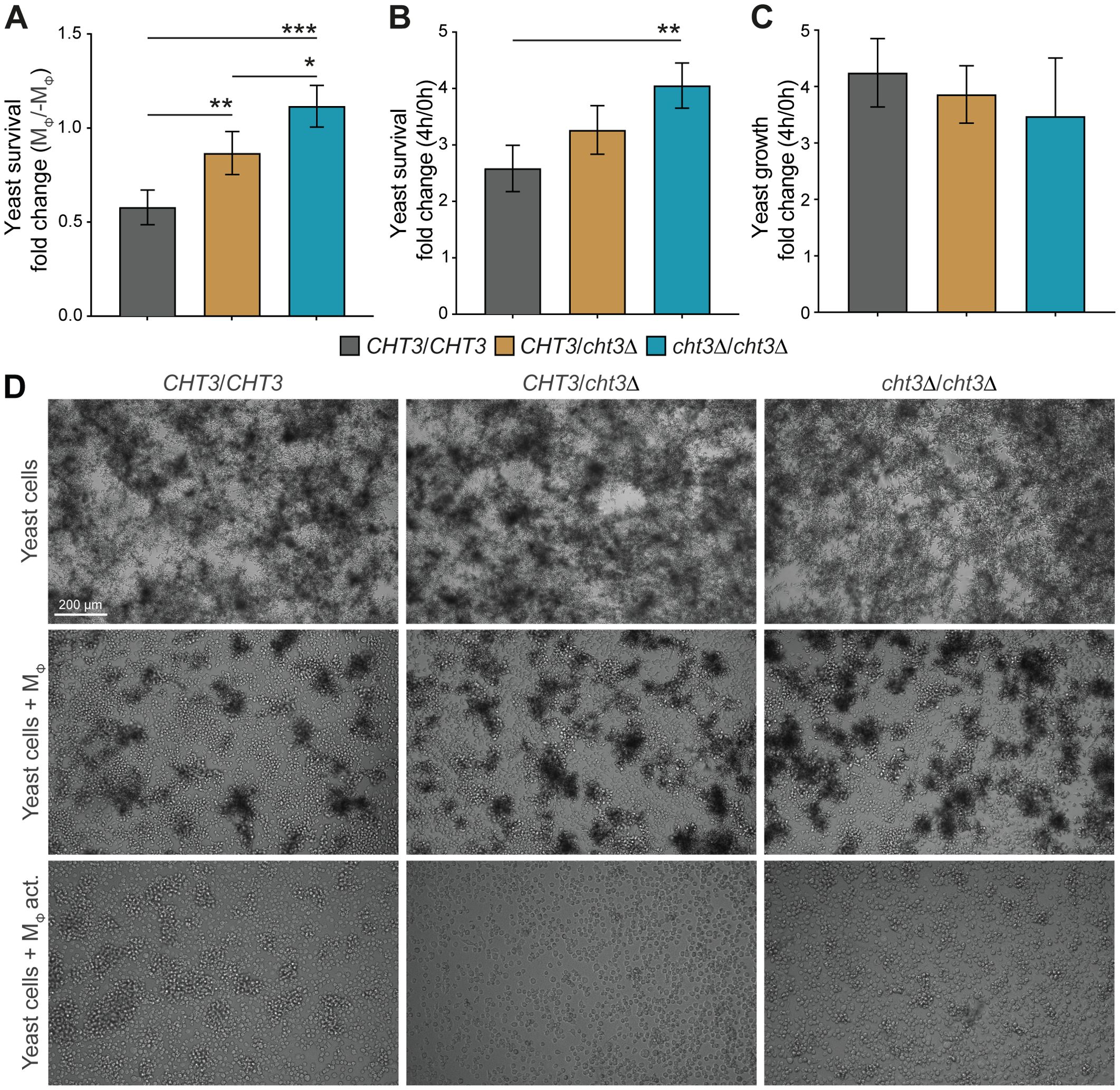 Bar graphs labeled A, B, and C show survival and growth fold changes of yeast with different genotypes: CHT3/CHT3, CHT3/cht3 Δ, and cht3Δ /cht3Δ, in the presence of macrophages, with significant increases marked by asterisks. Panel D presents microscopic images of yeast cells with varying genotypes in the presence of non-activated and activated macrophages, indicated as M₀ and M₀ activated. Each set of images displays dense yeast cell clusters.