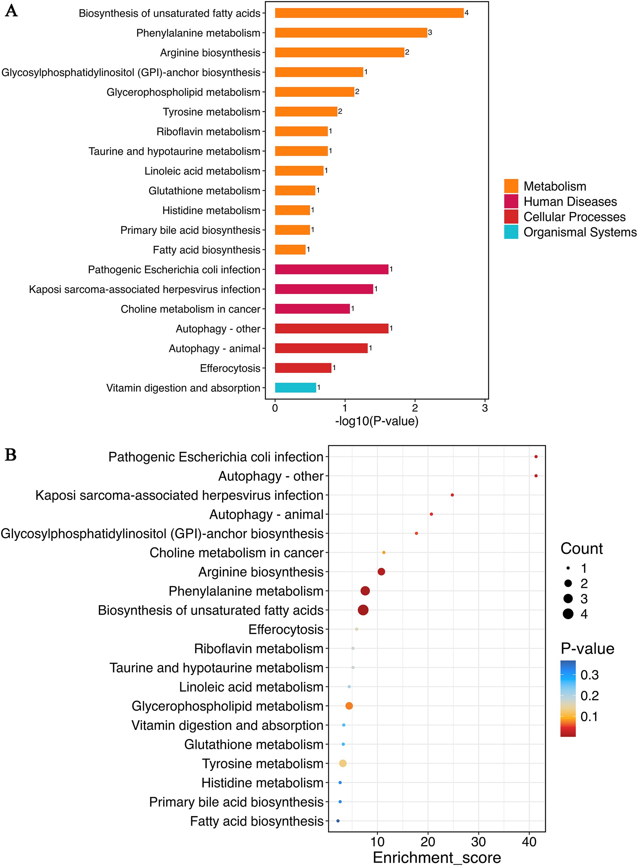 Two-part chart analysis: (A) Bar chart displays metabolic and disease pathways with P-values, categorized by color: metabolism, human diseases, cellular processes, and organismal systems. (B) Bubble chart shows the enrichment score for the same pathways, with bubble size indicating count and color representing P-values.