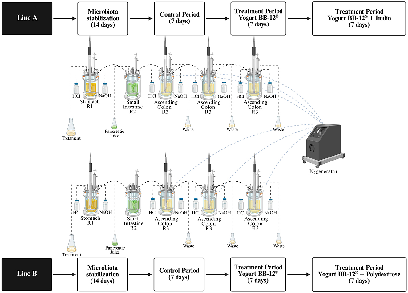 Flowchart illustrating two experimental lines, A and B, for testing effects on gut microbiota. Each line includes phases: microbiota stabilization (14 days), control period (7 days), and treatment periods with Yogurt BB-12 alone and with either Inulin or Polydextrose (7 days each). Both lines have setups comprising treatment, stomach (R1), small intestine (R2), and ascending colon (R3) connected to an N2 generator. Each phase uses specific reagents like HCl, NaOH, pancreatic juice, and waste collection.