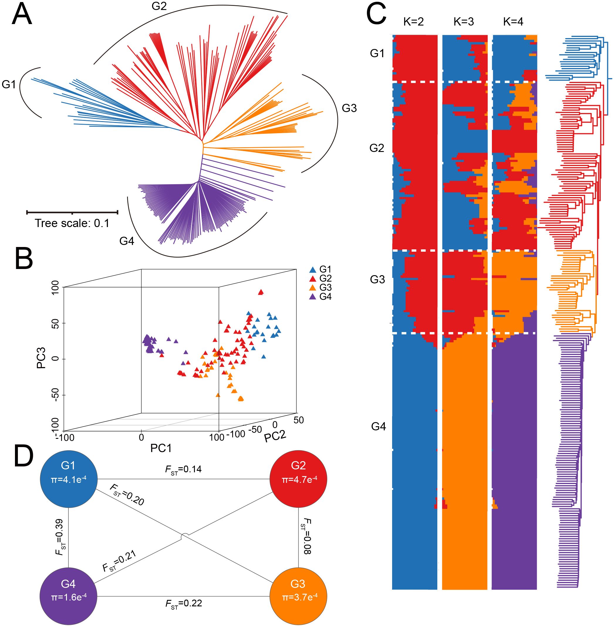 Panel A shows a phylogenetic tree with four color-coded groups, labeled G1 to G4. Panel B is a 3D scatter plot of Principal Components Analysis (PCA) showing four groups with distinct triangle markers. Panel C shows a bar plot with clusters for K equals two to four, highlighting group structure. Panel D is a network diagram displaying Fₛₜ values between the four groups and the nucleotide diversity (Π) of the four groups, illustrating genetic differentiation.