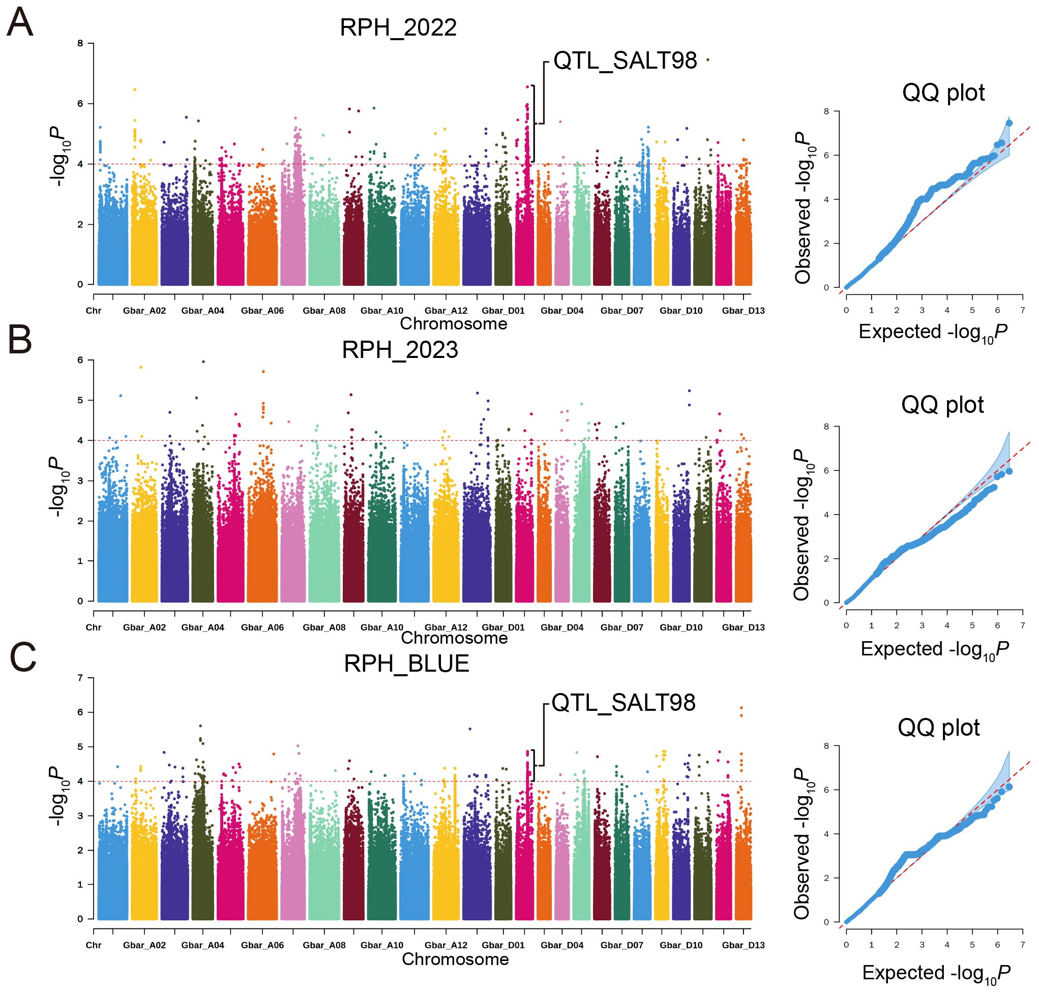 Three panels, labeled A, B, and C, each display a Manhattan plot on the left and a QQ plot on the right. Panel A, titled RPH_2022, highlights a significant peak labeled QTL_SALT98. Panel B, RPH_2023, shows no significant peaks. Panel C, RPH_BLUE, also highlights QTL_SALT98. The QQ plots depict observed versus expected -log₁₀P values, with blue points mostly aligning with the red line, indicating data distribution.