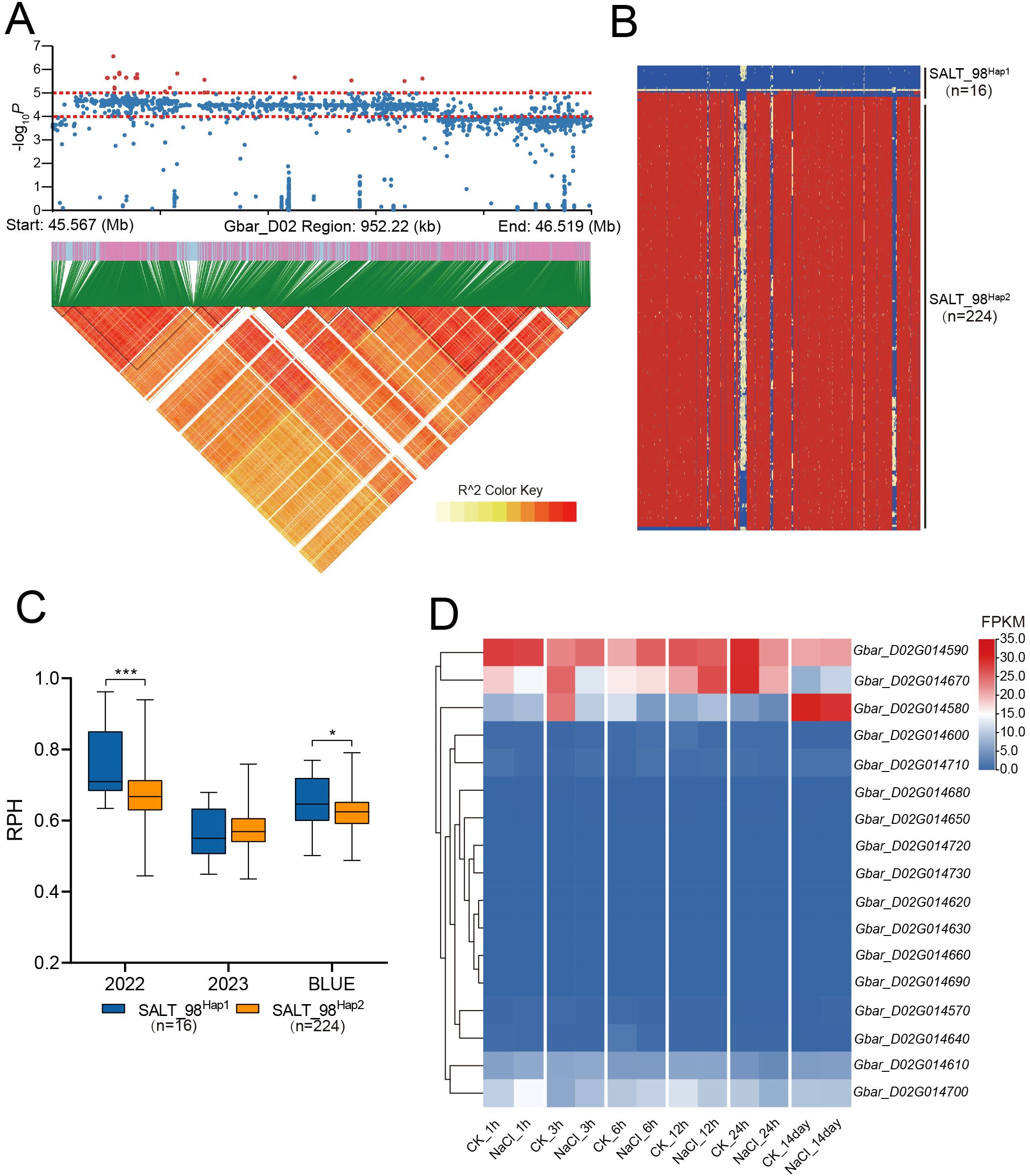 Panel A shows a Manhattan plot with -log P values over a genomic region and a color-coded linkage disequilibrium heatmap. Panel B is a vertical heatmap comparing two groups, SALT_98Hap1 and SALT_98Hap2. Panel C is a box plot depicting RPH values for the years 2022, 2023, and a BLUE category, indicating significant differences between groups. Panel D is a heatmap of gene expression levels (FPKM) for different genes under various conditions, highlighted in blue and red shades.
