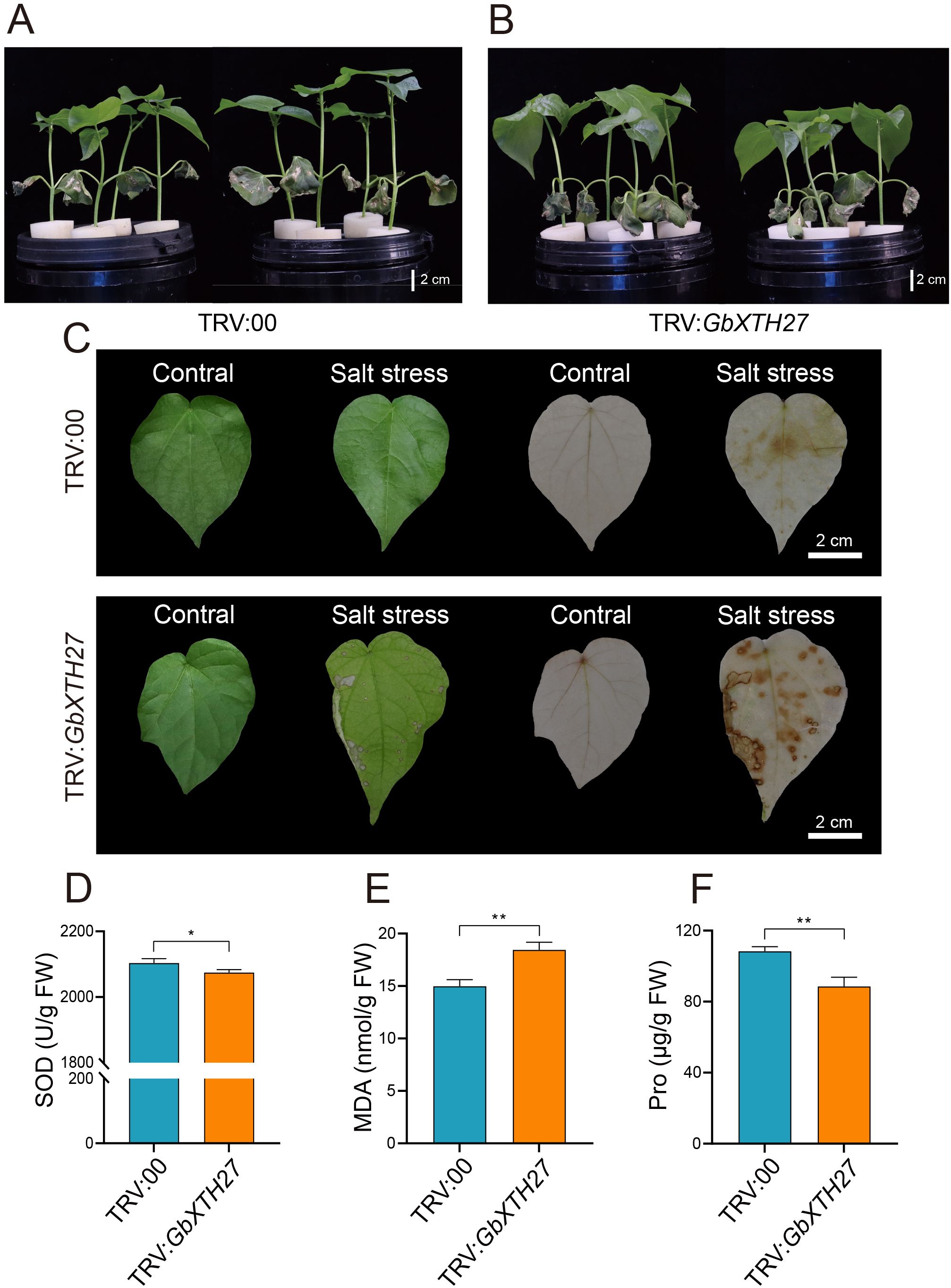 Seedlings and leaves of plants under control and salt stress conditions, showing differences in appearance between TRV:00 and TRV:GbXTH27. Bar graphs display biochemical measurements: superoxide dismutase (SOD), malondialdehyde (MDA), and proline (Pro) in these conditions. Graphs indicate significant differences with asterisks.
