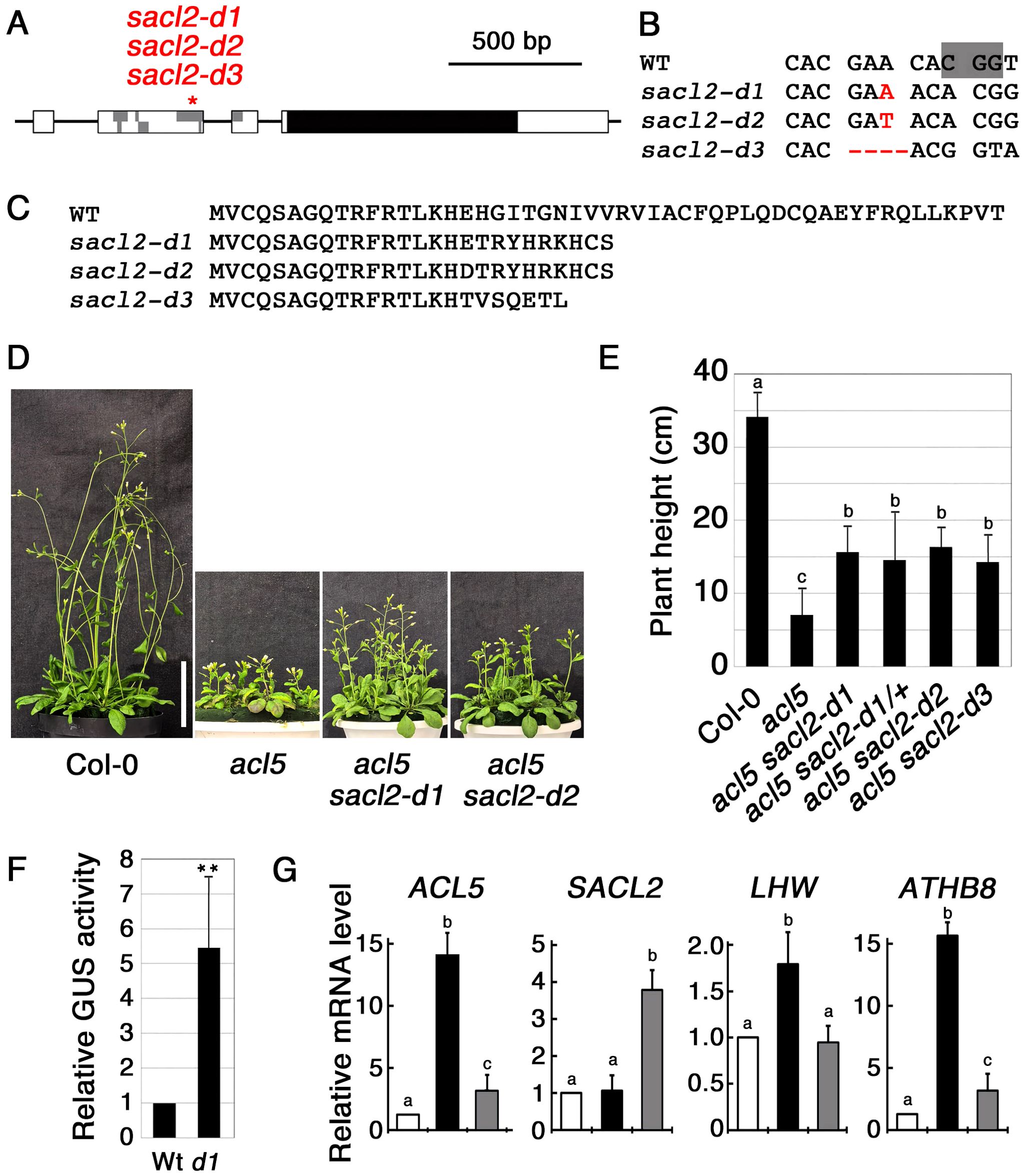 Genetic analysis and plant growth experiment showing various mutant lines. Panel A depicts a gene structure diagram with mutations indicated. Panel B displays DNA sequences comparing wild type and mutant lines. Panel C shows corresponding protein sequences. Panel D features images of physical plant differences between wild type and various mutants. Panel E presents a bar graph of plant heights with statistical annotations. Panel F includes a bar graph illustrating GUS activity comparing wild type and mutant. Panel G shows relative mRNA levels for four genes across different plant lines with statistical differences indicated.