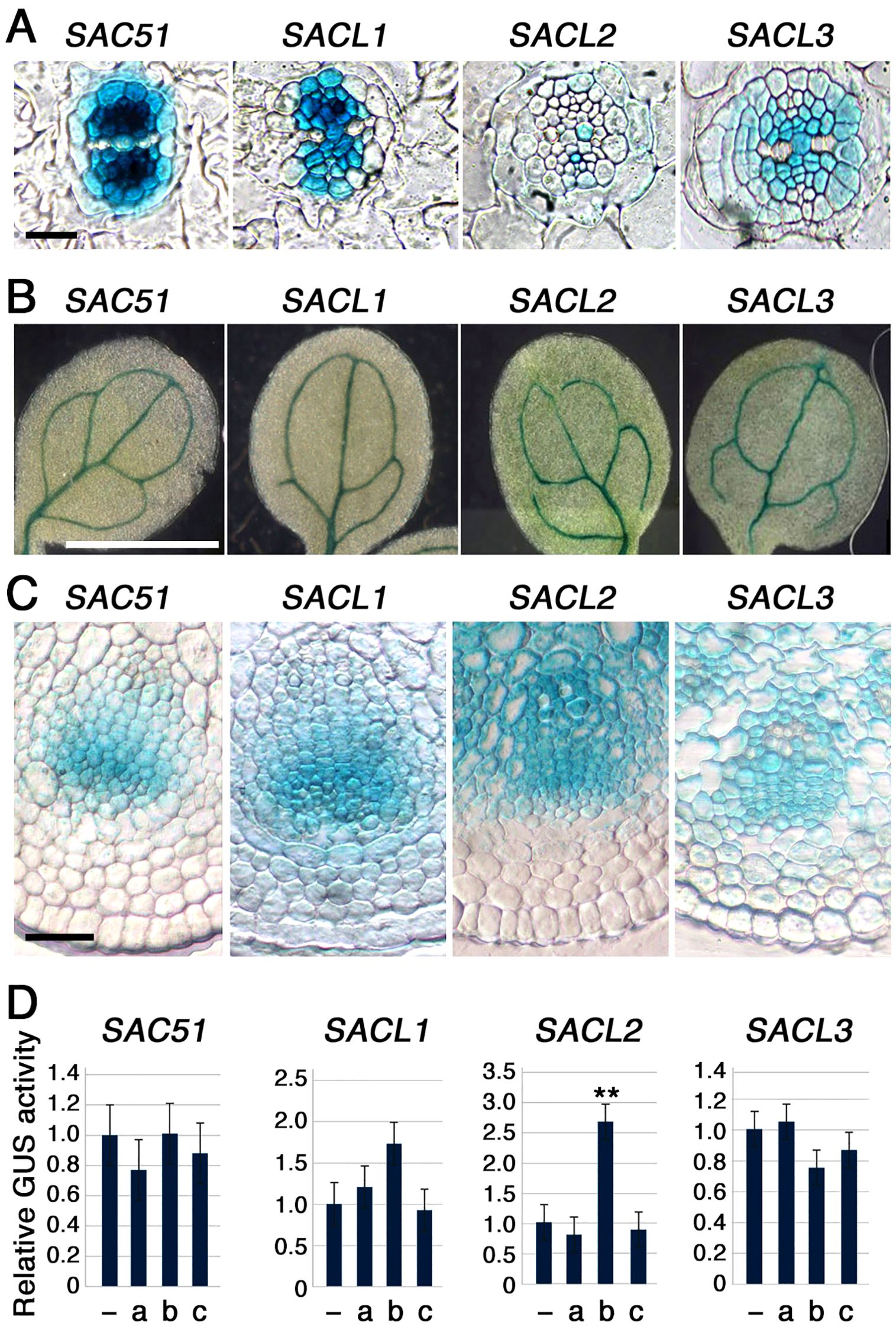 Panel A displays cross-sections of plant tissues with blue staining in SAC51, SACL1, SACL2, and SACL3. Panel B shows whole leaves with visible vein patterns in different samples. Panel C provides close-up views of tissue sections stained blue in SAC51, SACL1, SACL2, and SACL3. Panel D has bar graphs showing relative GUS activity for SAC51, SACL1, SACL2, and SACL3, with varying levels across conditions a, b, and c.