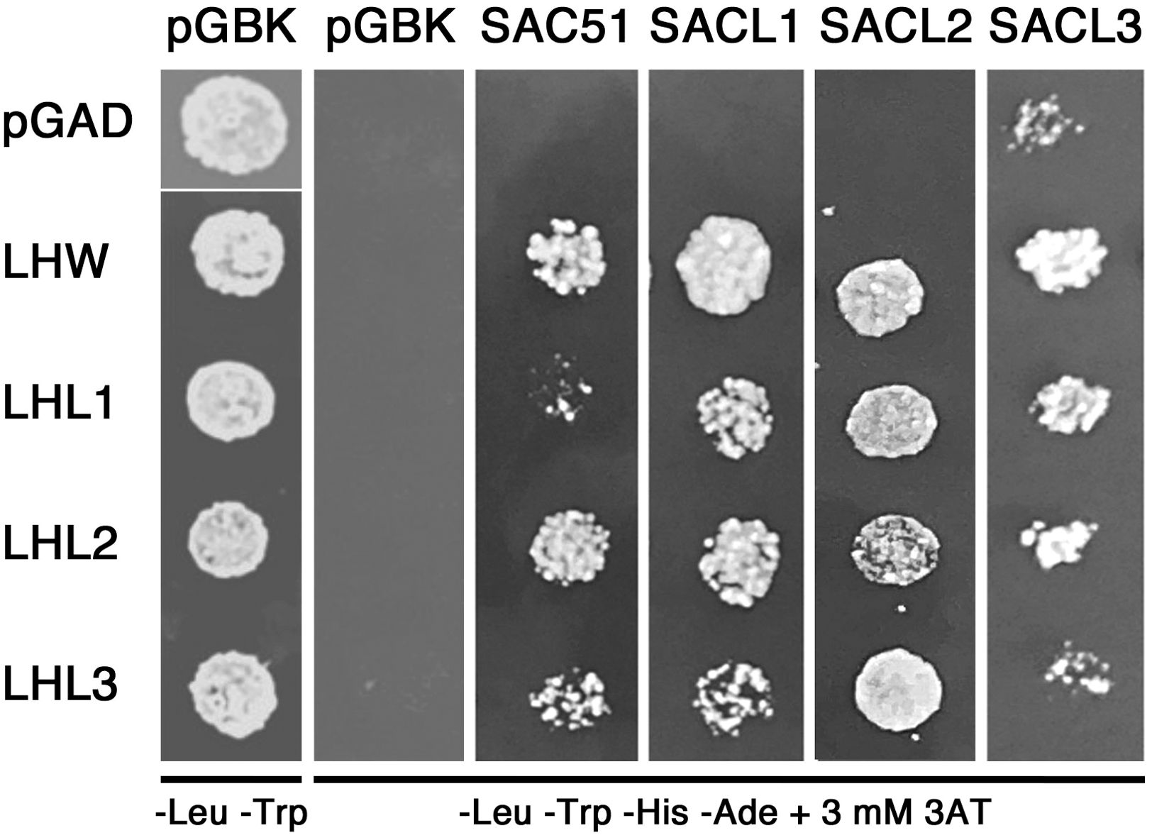 Four columns labeled SAC51, SACL1, SACL2, and SACL3 display the growth of yeast colonies. Rows labeled pGAD, LHW, LHL1, LHL2, and LHL3 show varying sizes and intensities of colony growth on each column, indicating different interaction levels.