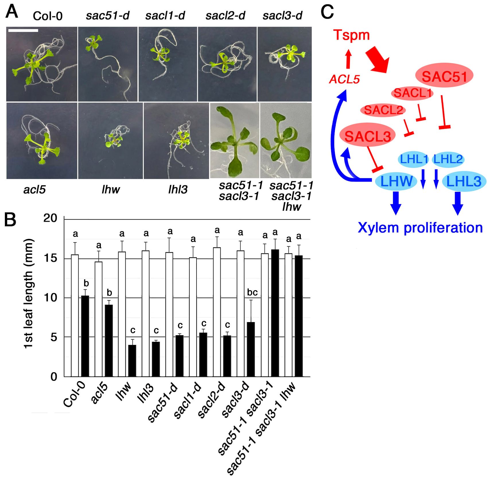 Panel A shows images of seedlings with different genetic modifications labeled Col-0, sac51-d, sacl1-d, sacl2-d, sacl3-d, acl5, lhw, lhl3, sac51-1 sacl3-1, and sac51-1 sacl3-1 lhw. Panel B is a bar graph showing first leaf length measurements for these groups, with statistical significance indicated by letters. Panel C is a diagram illustrating a signaling pathway with interactions among ACL5, SAC51, and others affecting xylem proliferation.