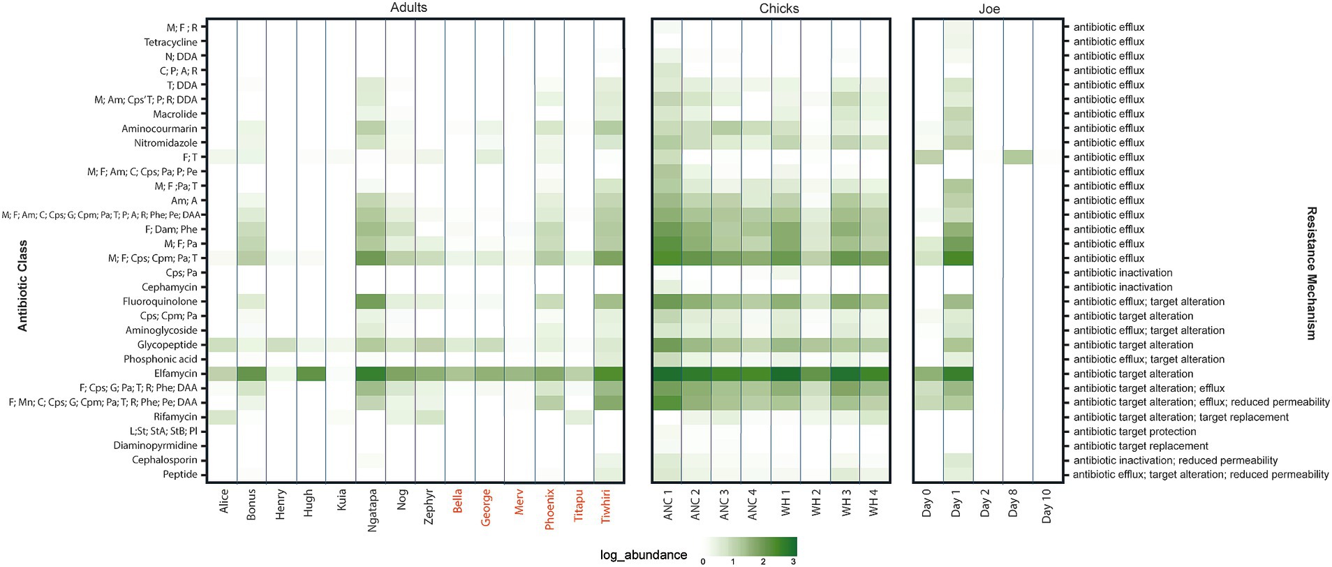 Heatmap showing antibiotic resistance data across three groups: Adults, Chicks, and Joe. Rows represent different antibiotic classes, and columns represent individual subjects within each group. Shades of green indicate log abundance levels, with darker shades representing higher abundance. The right side lists resistance mechanisms, primarily antibiotic efflux, with some instances of target alteration and inactivation.