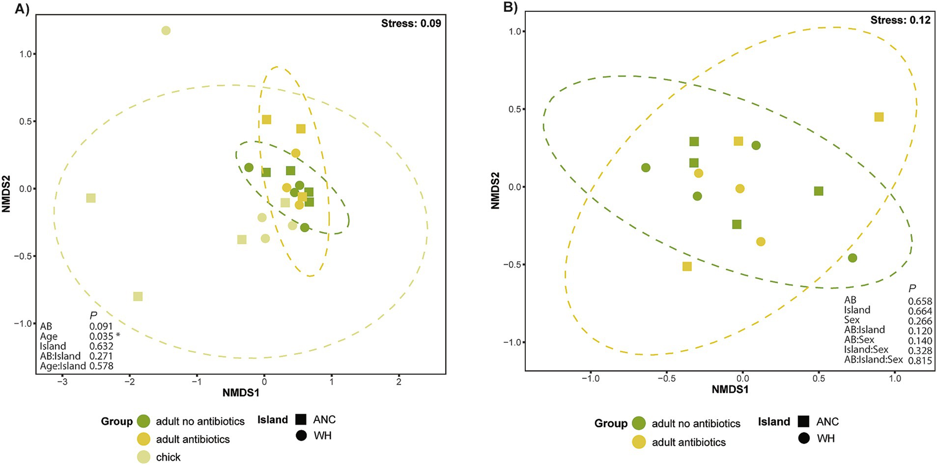 Scatter plots A and B show non-metric multidimensional scaling (NMDS) analysis with stress values of 0.09 and 0.12, respectively. Data points are colored and shaped to differentiate between groups and islands: dark green circles (adult no antibiotics), yellow circles (adult antibiotics), and light yellow squares (chicks). Shapes represent islands: squares for ANC and circles for WH. Ellipses enclose groupings of data points. Panel A includes significance values for various factors like age and antibiotics, while Panel B shows p-values for interactions among antibiotics, island, and sex.