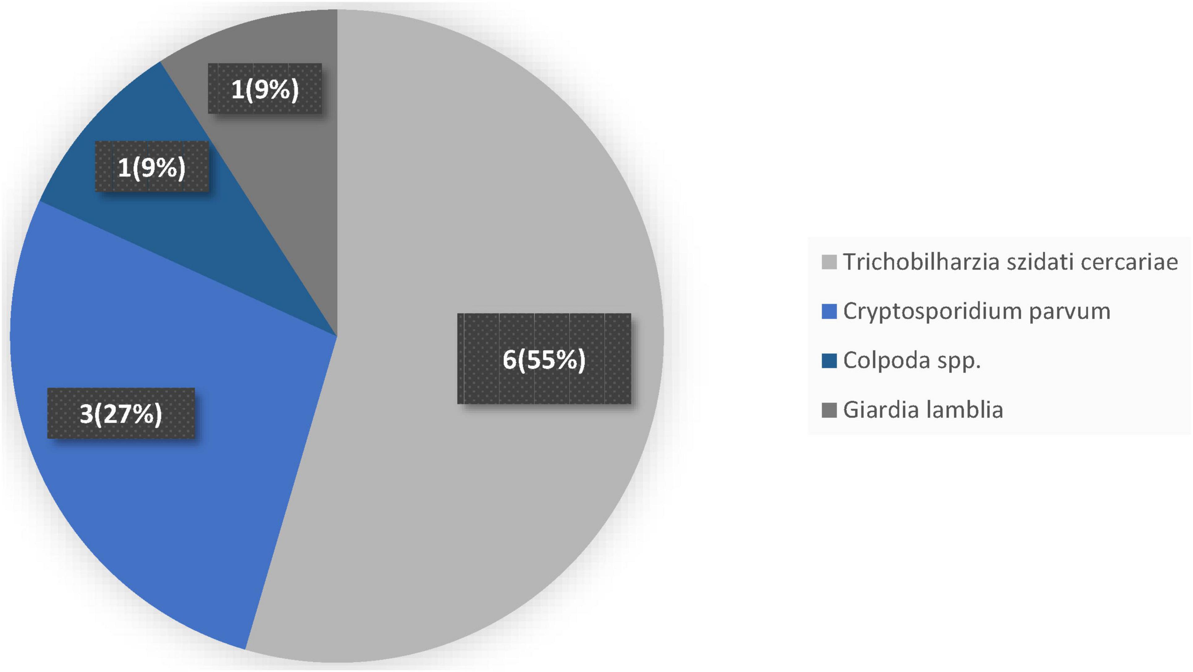 Pie chart showing the distribution of four categories. Trichobilharzia szidati cercariae makes up 55%, Cryptosporidium parvum 27%, Colpoda spp. 9%, and Giardia lamblia 9%.